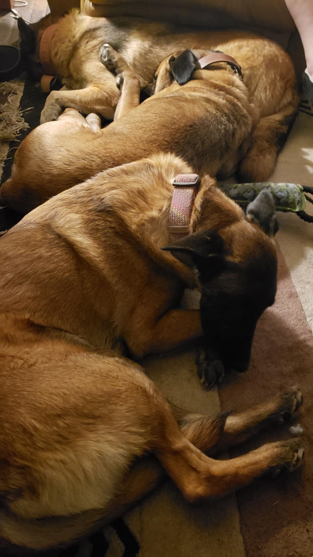 Dyson Outsize Origin Cordless Vacuum, Nickel/Red Customer Review Dyson Outsize Origin Cordless Vacuum, Nickel/Red - Customer Photo 3