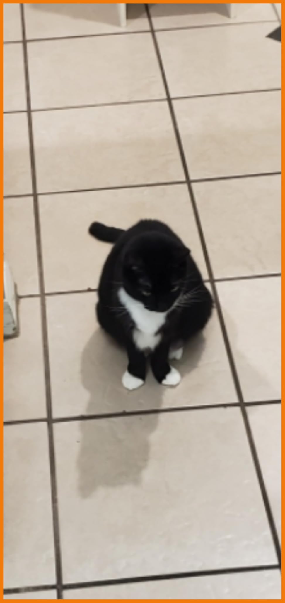 Kenmore Elite 21814 Pet Friendly CrossOver Lightweight Bagged HEPA Canister Vacuum with Pet PowerMate, Extended Telescoping Wand, Retractable Cord, 2 Floor Nozzles, and 4 Cleaning Tools-Silver/Gray - Customer Photo 2