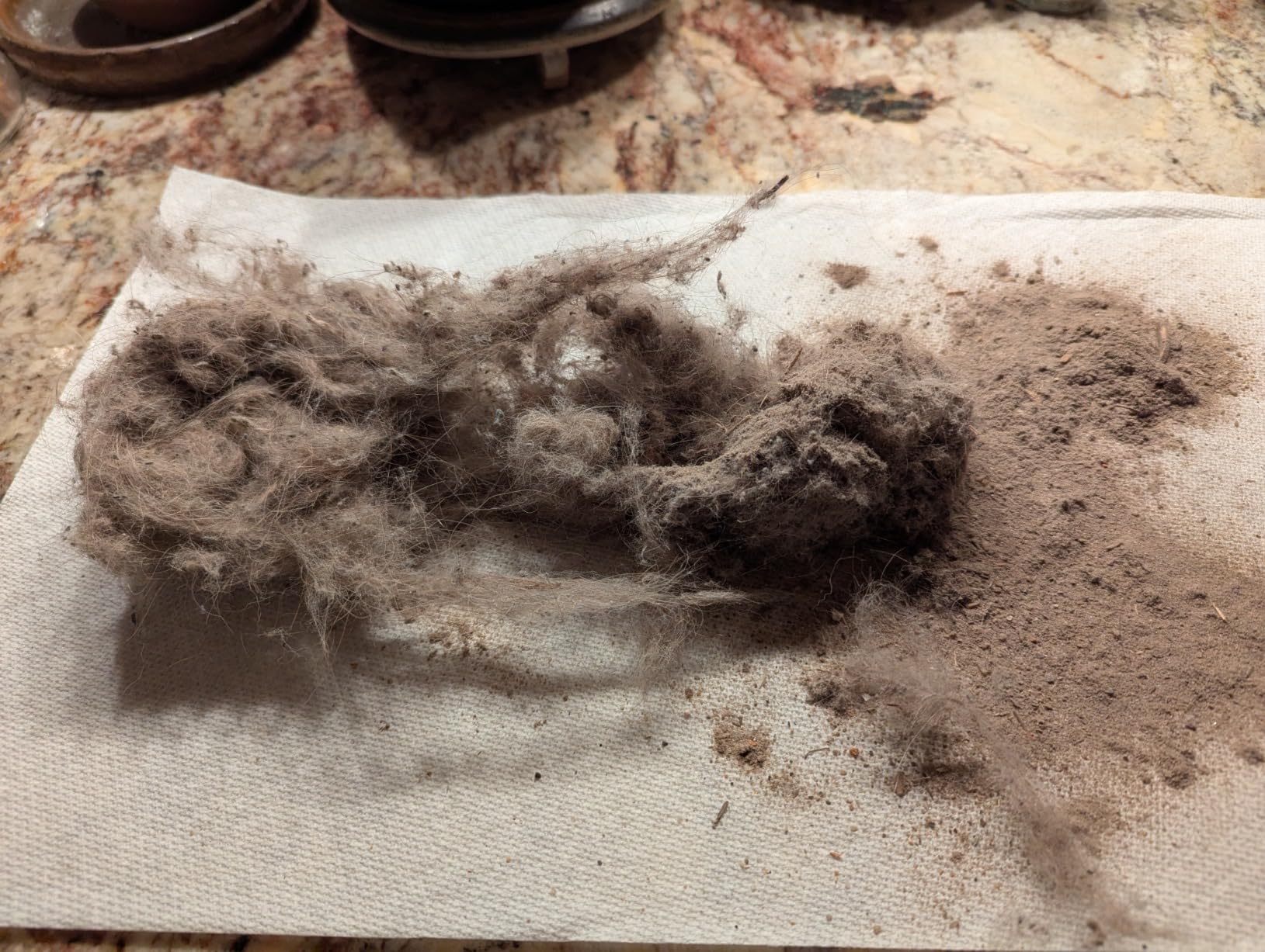 Dyson Ball Animal 3 - Customer Photo 2