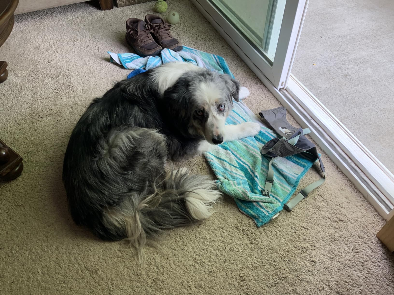 CRAFTSMAN CMXEVBE17250 2.5 Gallon 2.5 Peak HP Wet/Dry Shop Vac, Portable Shop Vacuum Wet and Dry with Filter Bag, Hose and Attachments for Cleaning in the Home - Customer Photo 2