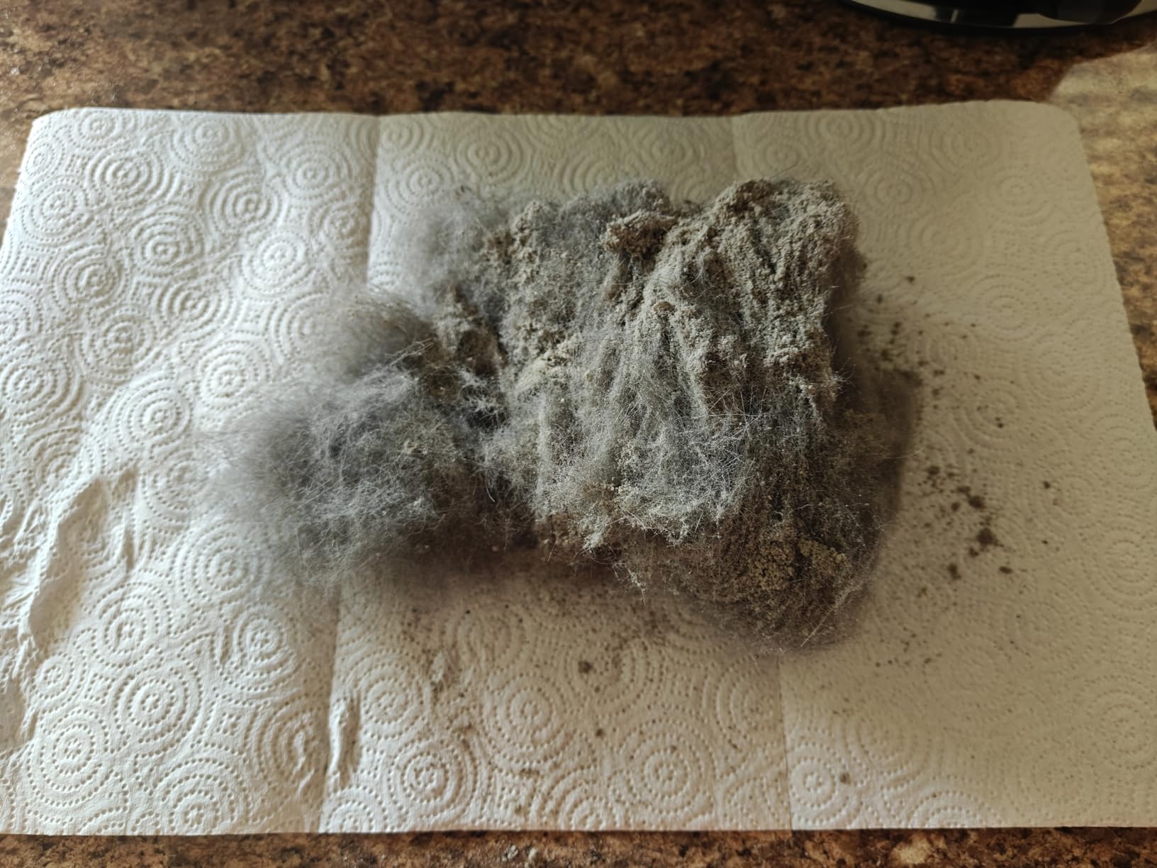 Eureka NEU10AE5 Powerful Bagless Upright Vacuum Cleaner Carpet and Floor, AirSpeed Ultra-Lightweight Vacuum Cleaner, w/ Replacement Filter, Blue - Customer Photo 1