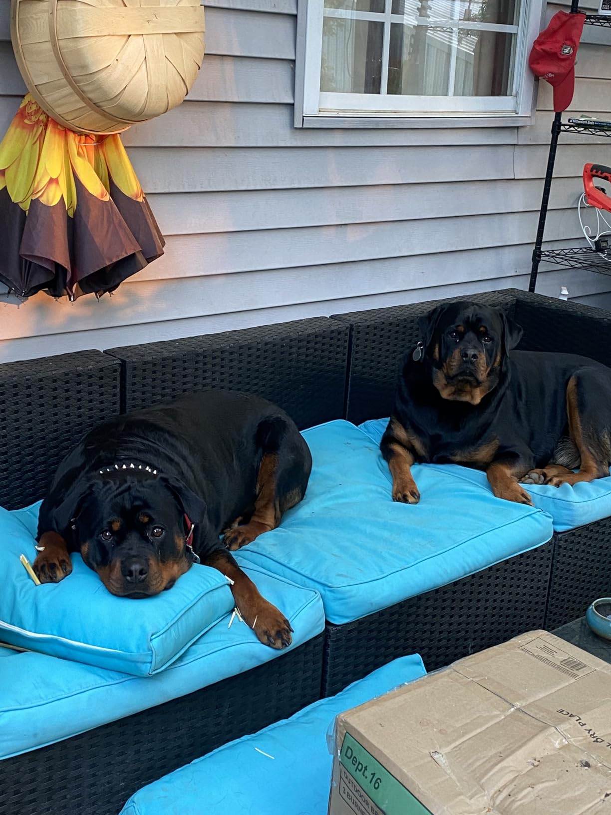 Shark AV2501S AI Ultra Robot Vacuum, with Matrix Clean, Home Mapping, 30-Day Capacity HEPA Bagless Self Empty Base, Perfect for Pet Hair, Wifi, Dark Grey Customer Review Shark AV2501S AI Ultra Robot Vacuum, with Matrix Clean, Home Mapping, 30-Day Capacity HEPA Bagless Self Empty Base, Perfect for Pet Hair, Wifi, Dark Grey - Customer Photo 4