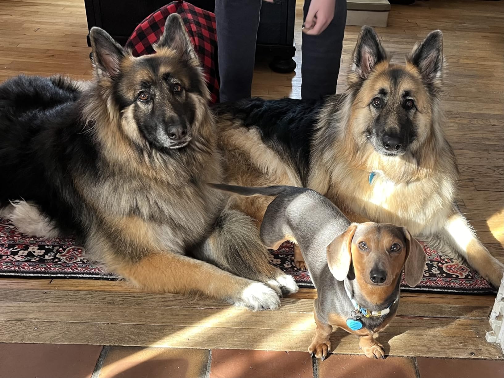 AIRROBO Dog Grooming Vacuum Kit,12000Pa Strong Pet Vacuum for Shedding,Grooming Hai,Quiet,PG100,2L Large Capacity - Customer Photo 1