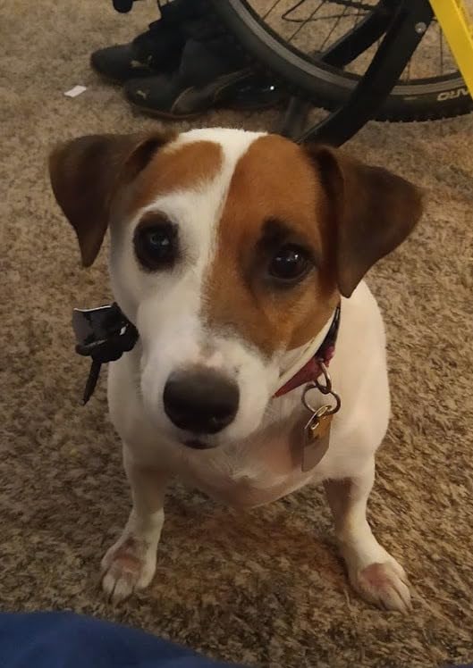 AIRROBO Dog Grooming Vacuum Kit,12000Pa Strong Pet Vacuum for Shedding,Grooming Hai,Quiet,PG100,2L Large Capacity - Customer Photo 2