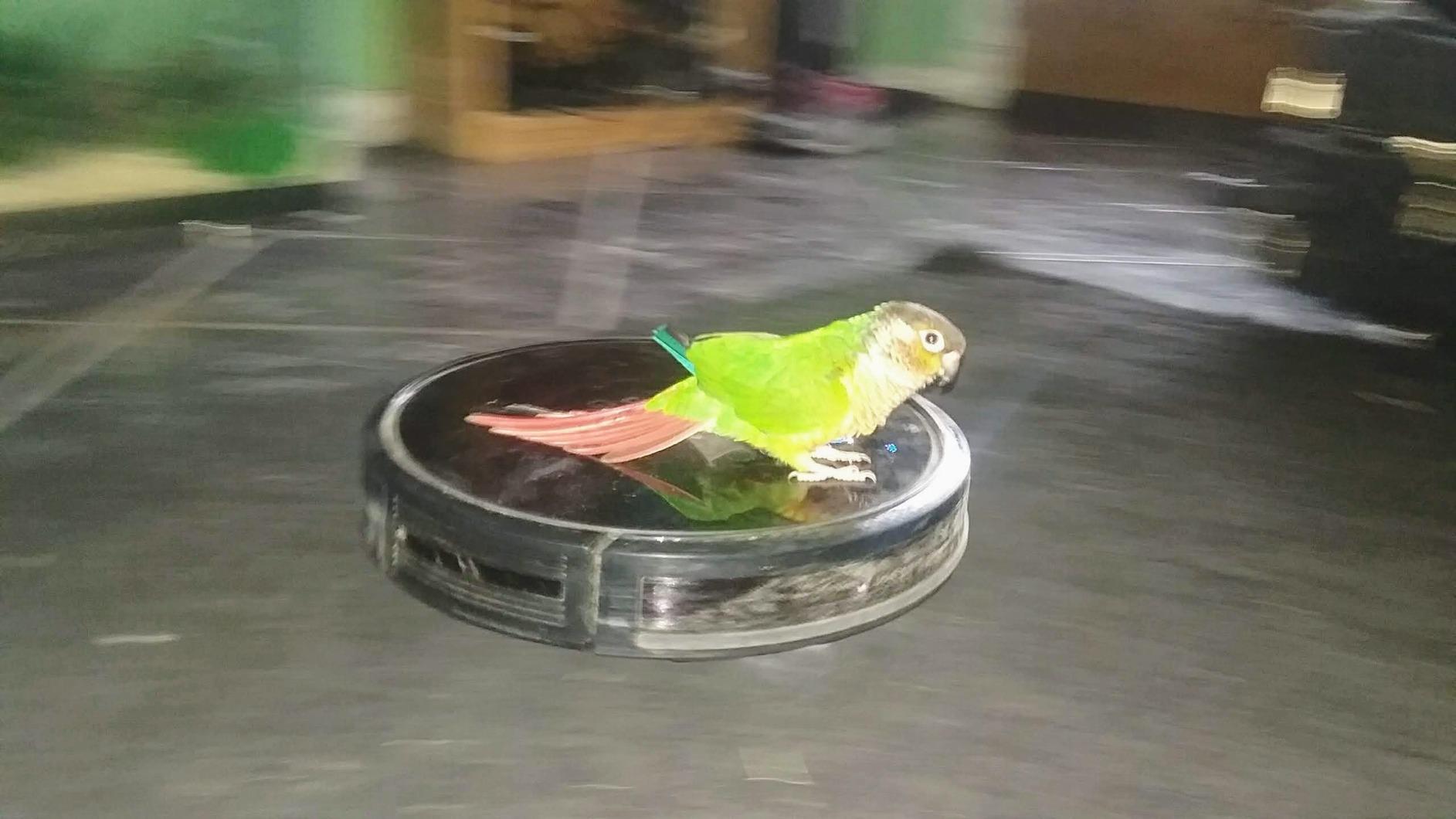 eufy C10 Robot Vacuum Self Emptying, 8 Weeks Hands Free, Advanced Smart Mapping with LiDAR Navigation, 2.85-Inch Slim Design, Powerful Suction, Edge Expansion Brush for Pet Hair - Customer Photo 4