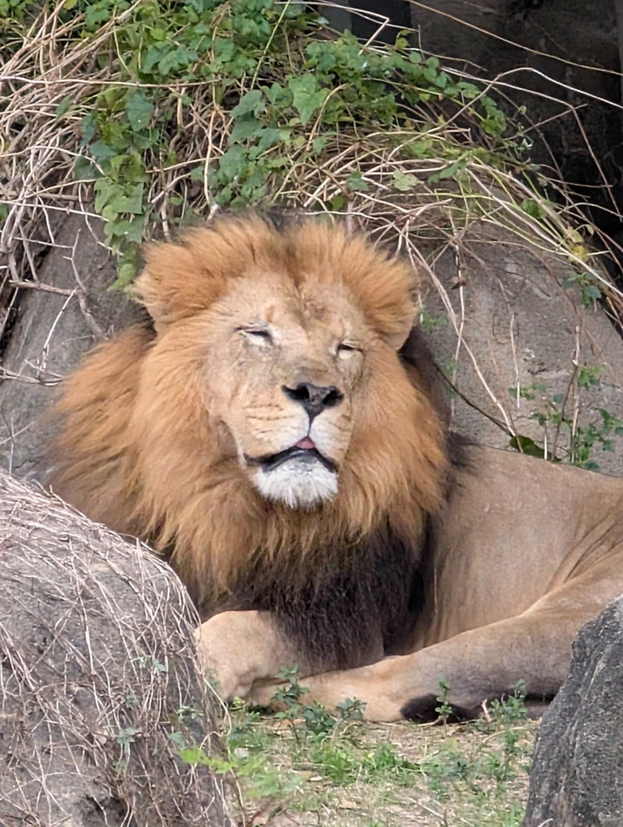 Google Pixel 9 Pro XL - Unlocked Android Smartphone with Gemini, Triple Rear Camera System, 24-Hour Battery, and 6.8