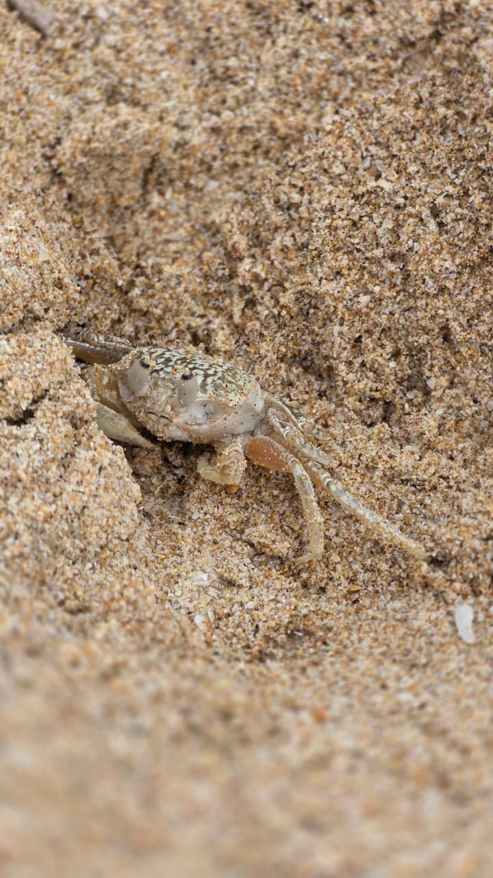 SAMSUNG Galaxy S25 Ultra, 512GB Smartphone, Unlocked Android, AI Night Mode Camera, Snapdragon 8 Elite Fast Processor, 5000mAh Battery, Built-in S Pen, 2025, US 1 Yr Warranty, Titanium Black - Customer Photo 5