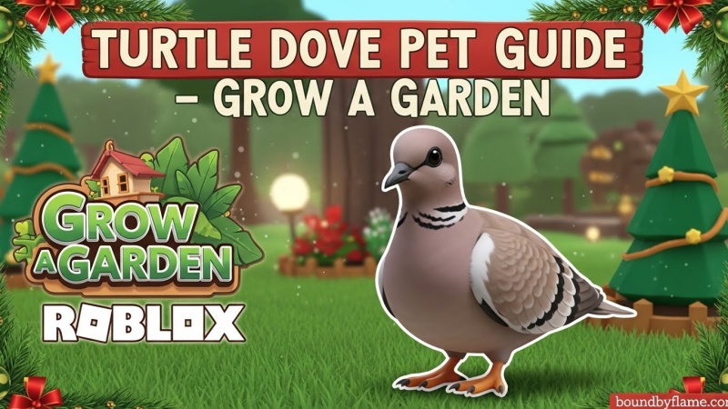 Turtle Dove Pet Guide