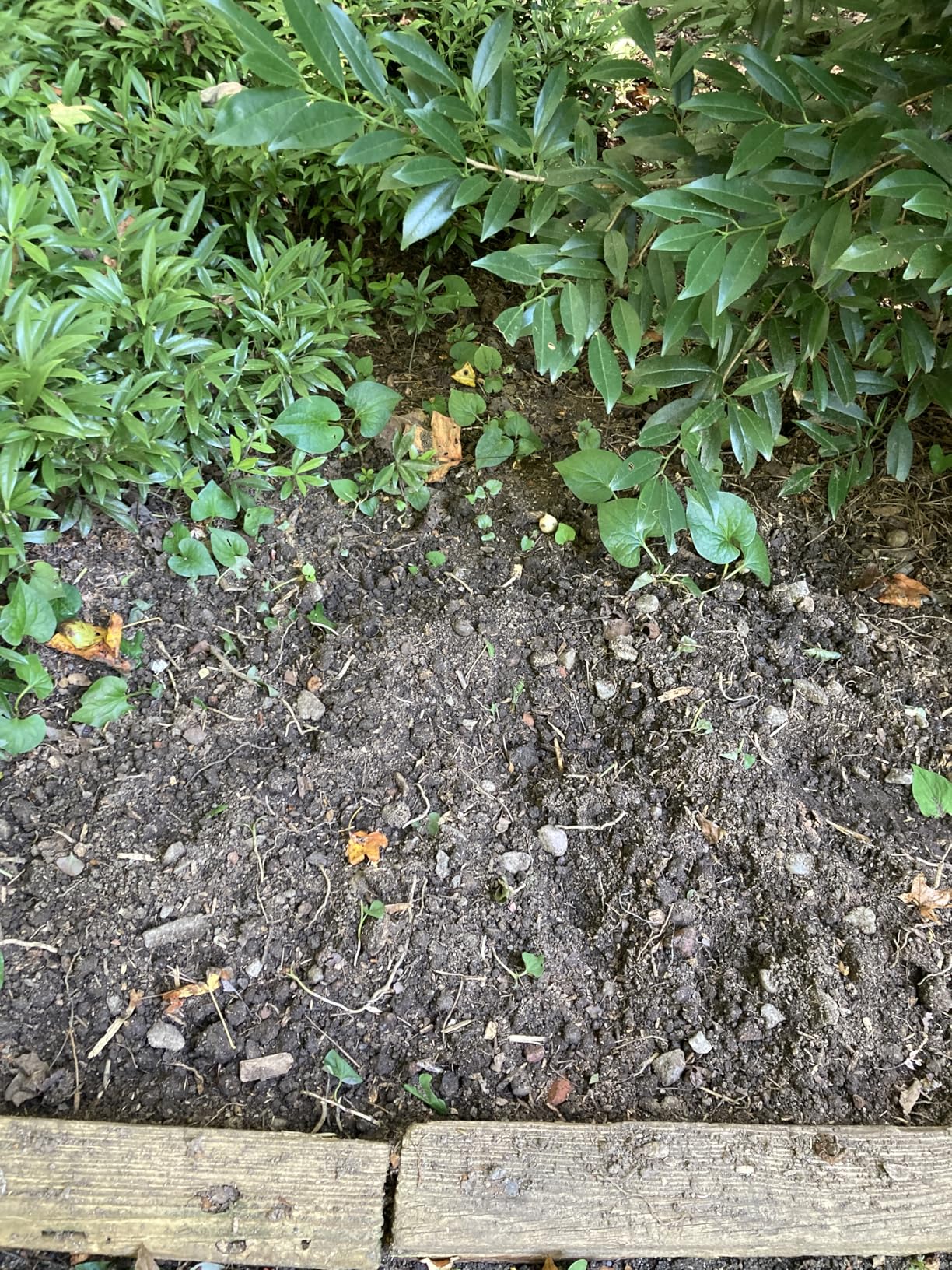 Garden Weasel Double-Sided Garden Cultivator/Tiller | Cultivate, Till, Break Up Soil | Planting and Gardening Hand Digging Tool, Heavy Duty Cultivator, Hand Tool Weeder | 91367 - Customer Photo 2