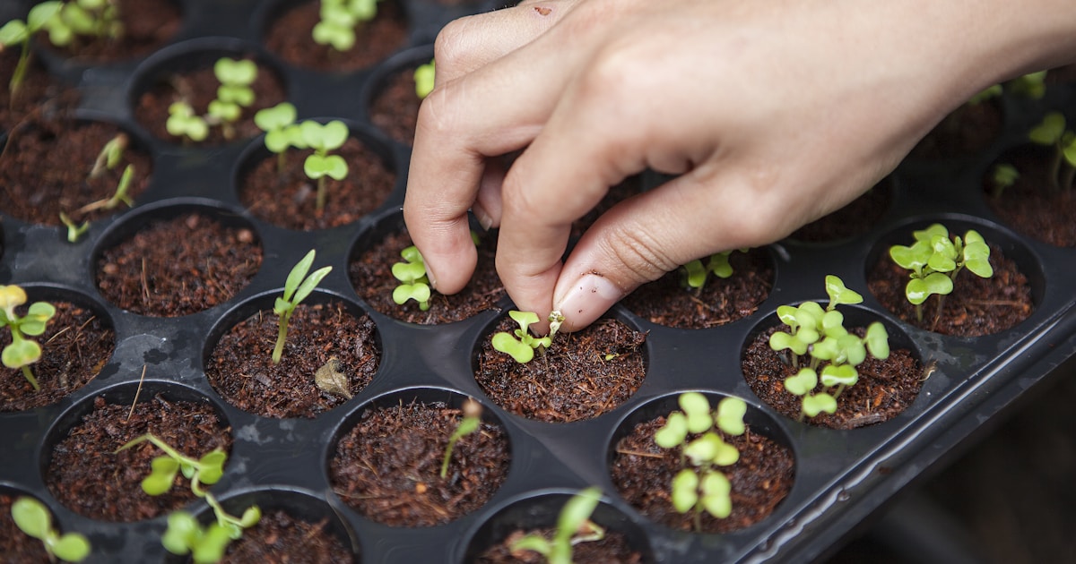 Best Organic Pest Control Products: 6 Safe & Effective Solutions - boundbyflame