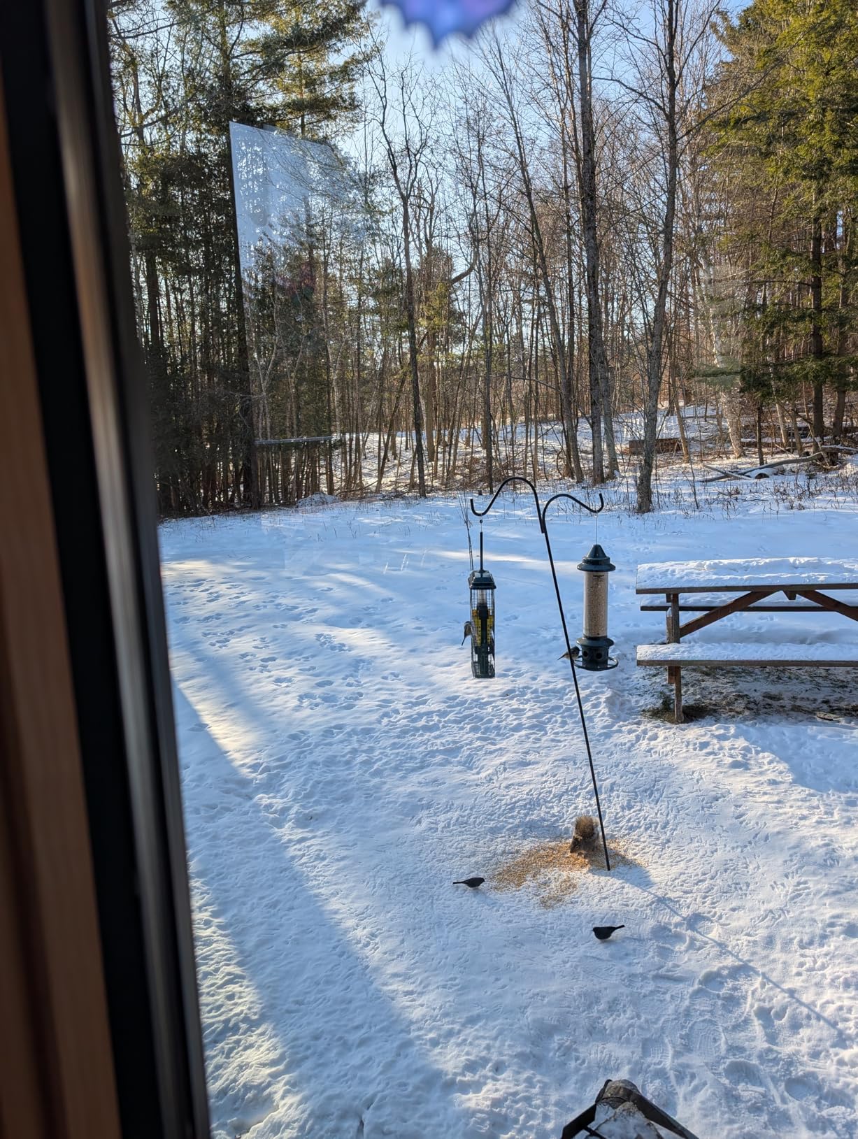 Squirrel Buster Plus Squirrel-proof Bird Feeder w/Cardinal Ring and 6 Feeding Ports, 5.1-pound Seed Capacity, Adjustable, Pole-mountable (POLE ADAPTOR SOLD SEPARATELY), Green customer photo 1