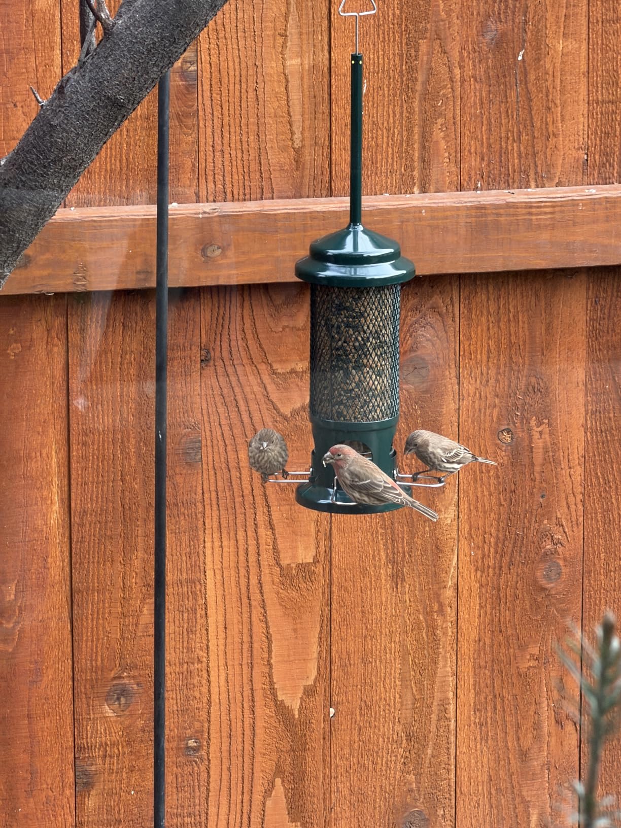 Squirrel Buster Standard Squirrel-proof Bird Feeder w/4 Metal Perches, 1.3-pound Seed Capacity, garden green customer photo 1