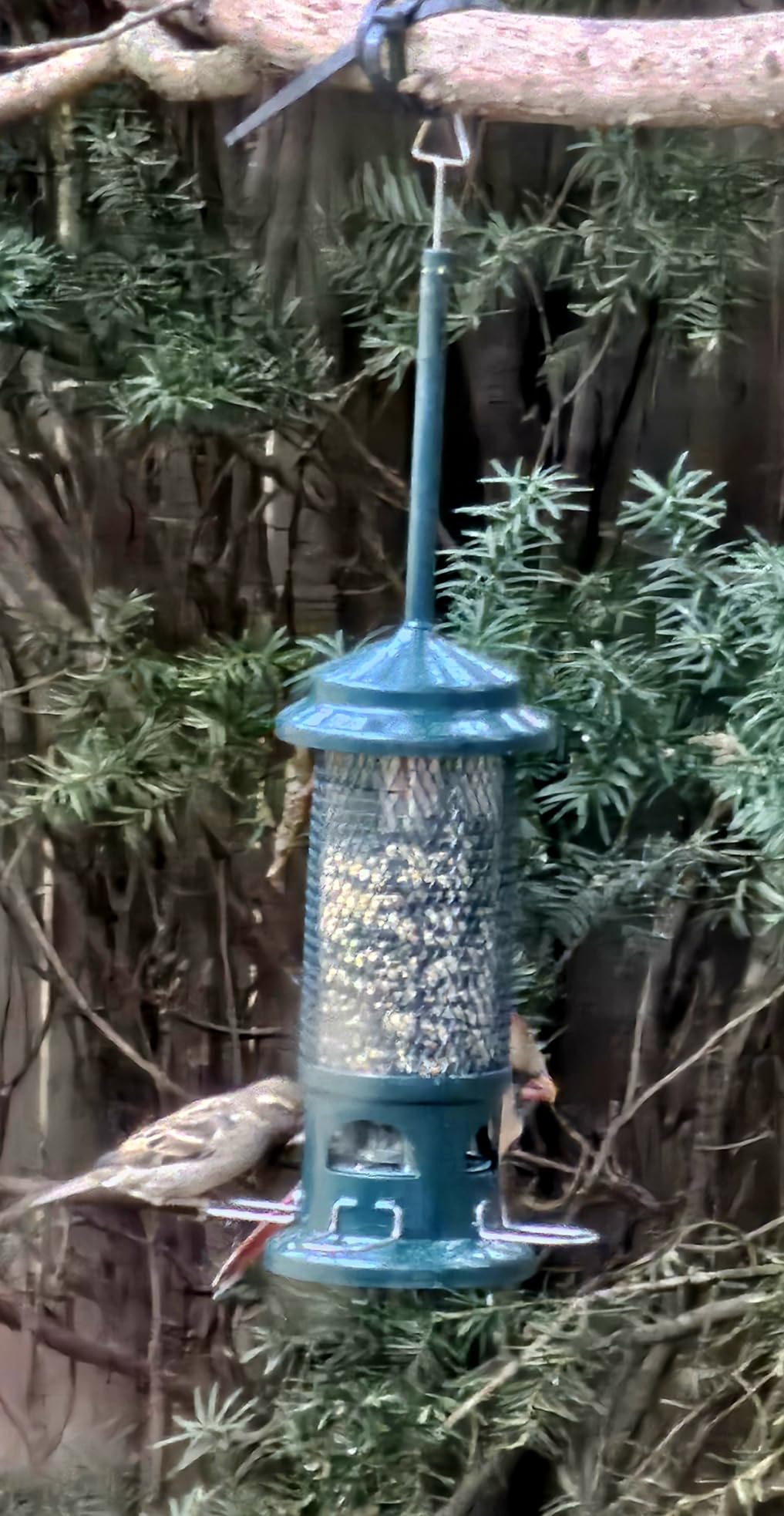 Squirrel Buster Standard Squirrel-proof Bird Feeder w/4 Metal Perches, 1.3-pound Seed Capacity, garden green customer photo 2