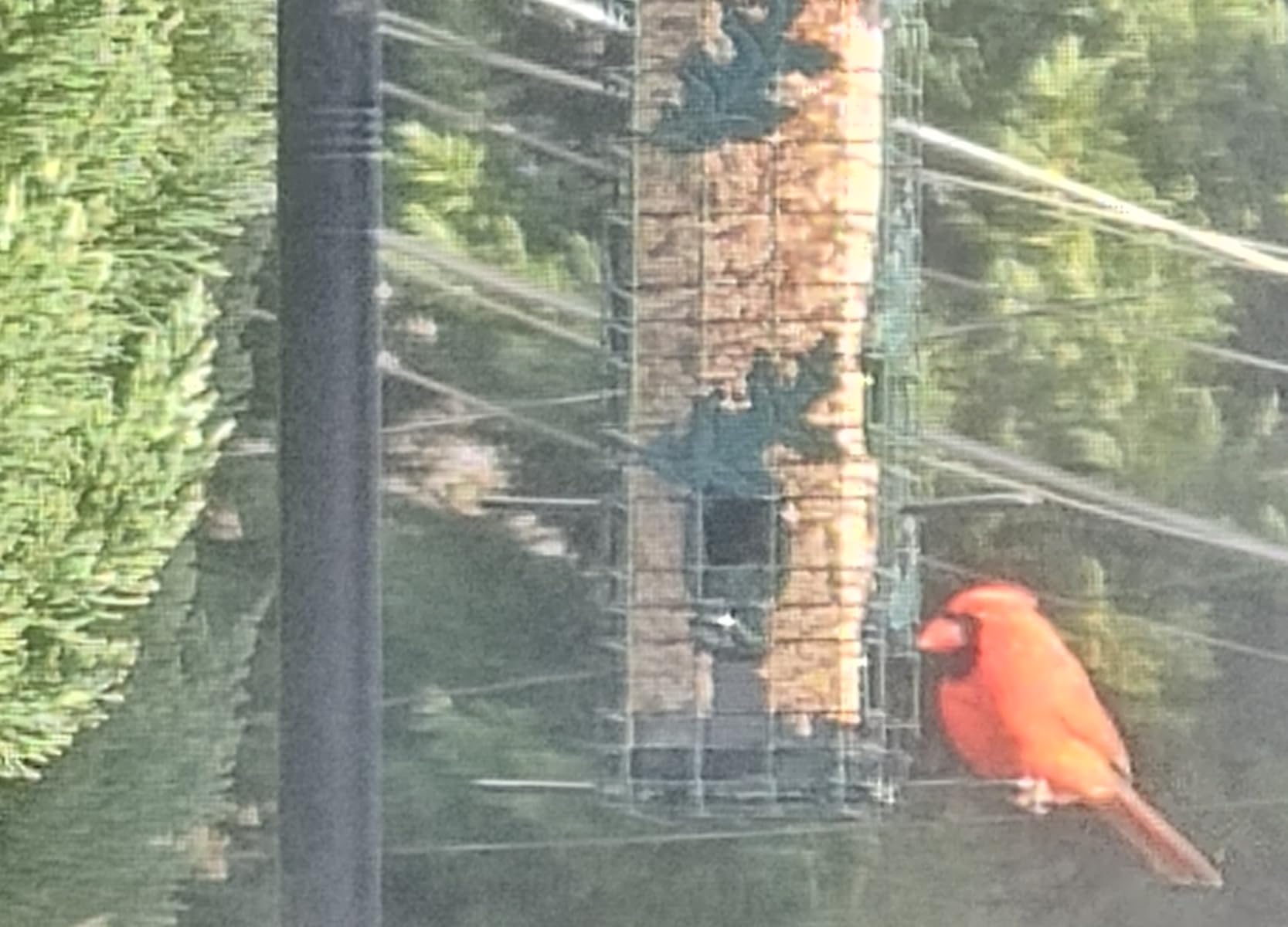 Squirrel Solution200 Squirrel-proof Bird Feeder w/6 Feeding Ports, 3.4-pound Seed Capacity, Free Seed Funnel customer photo 1