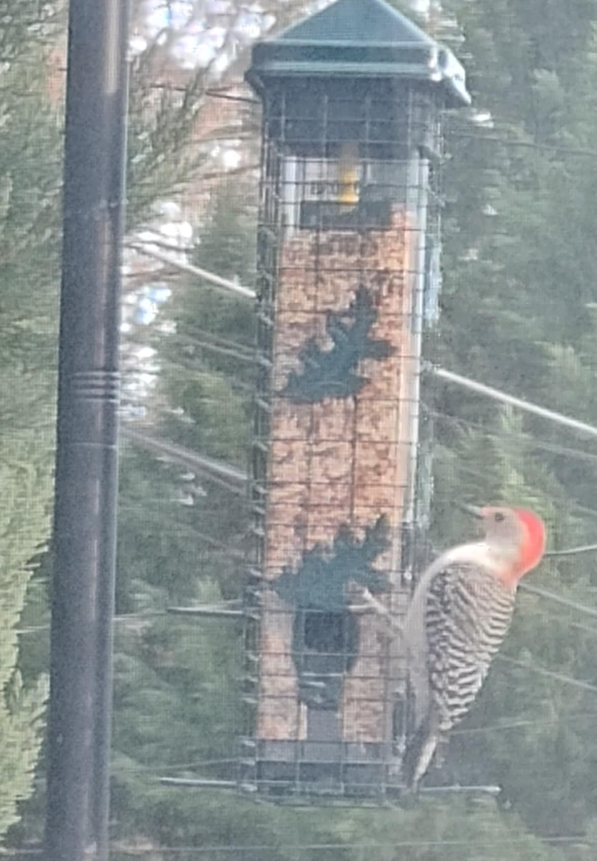 Squirrel Solution200 Squirrel-proof Bird Feeder w/6 Feeding Ports, 3.4-pound Seed Capacity, Free Seed Funnel customer photo 2