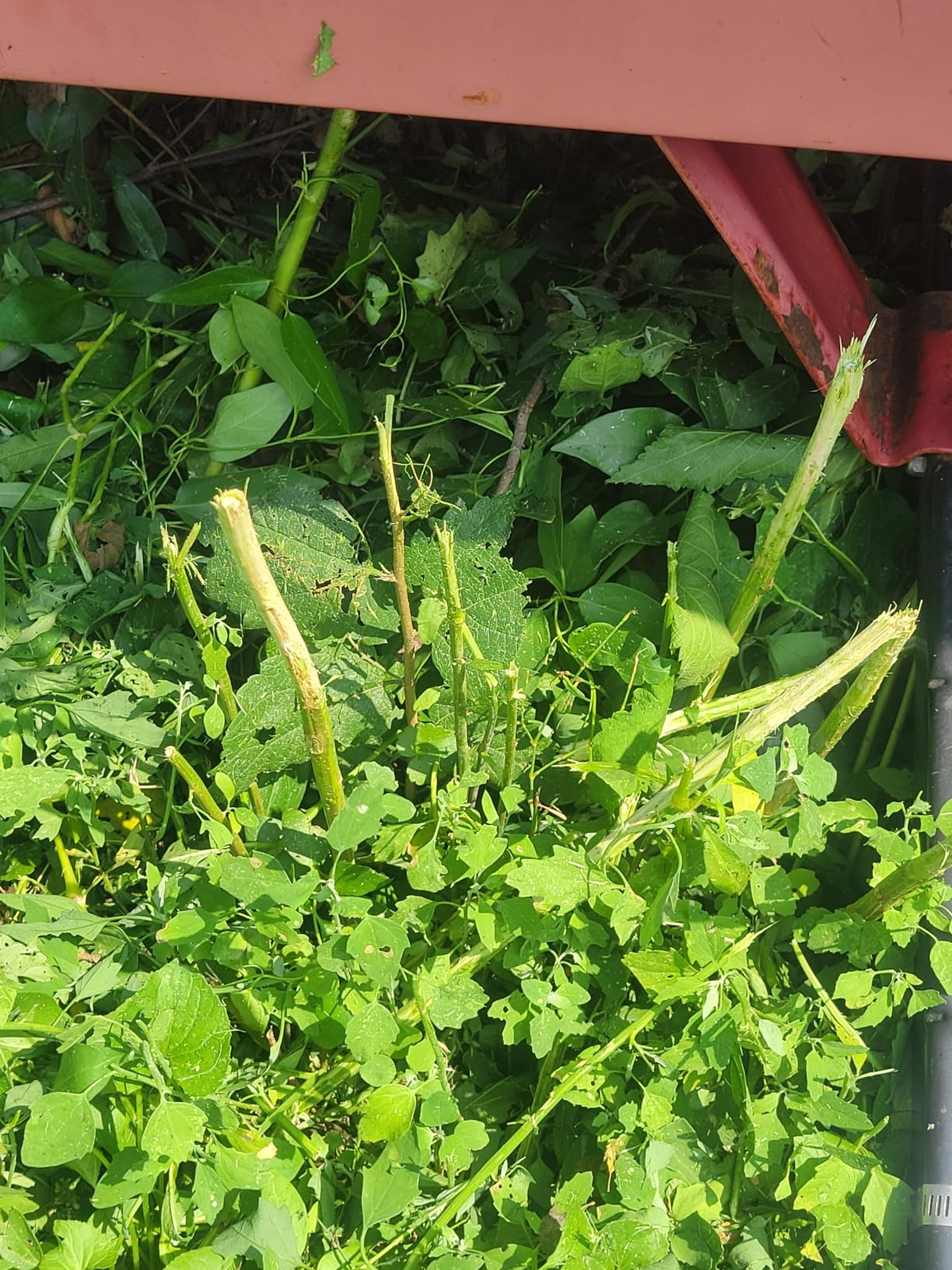 BLACK+DECKER 20V MAX String Trimmer and Edger 2 in 1, Cordless Weed Wacker with Auto Spool Feed, Battery and Charger Included, 12 Inch Steel Deck, Reduced Vibration (LST300) customer photo 2