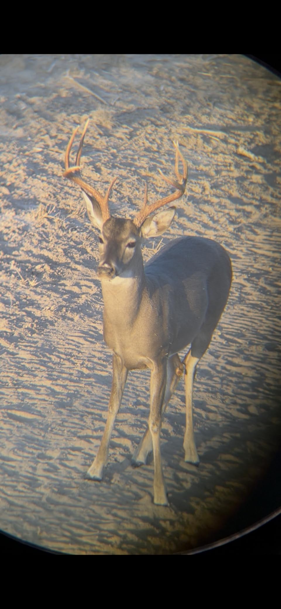 Vortex Optics Diamondback HD 8x42 Binoculars customer photo 1