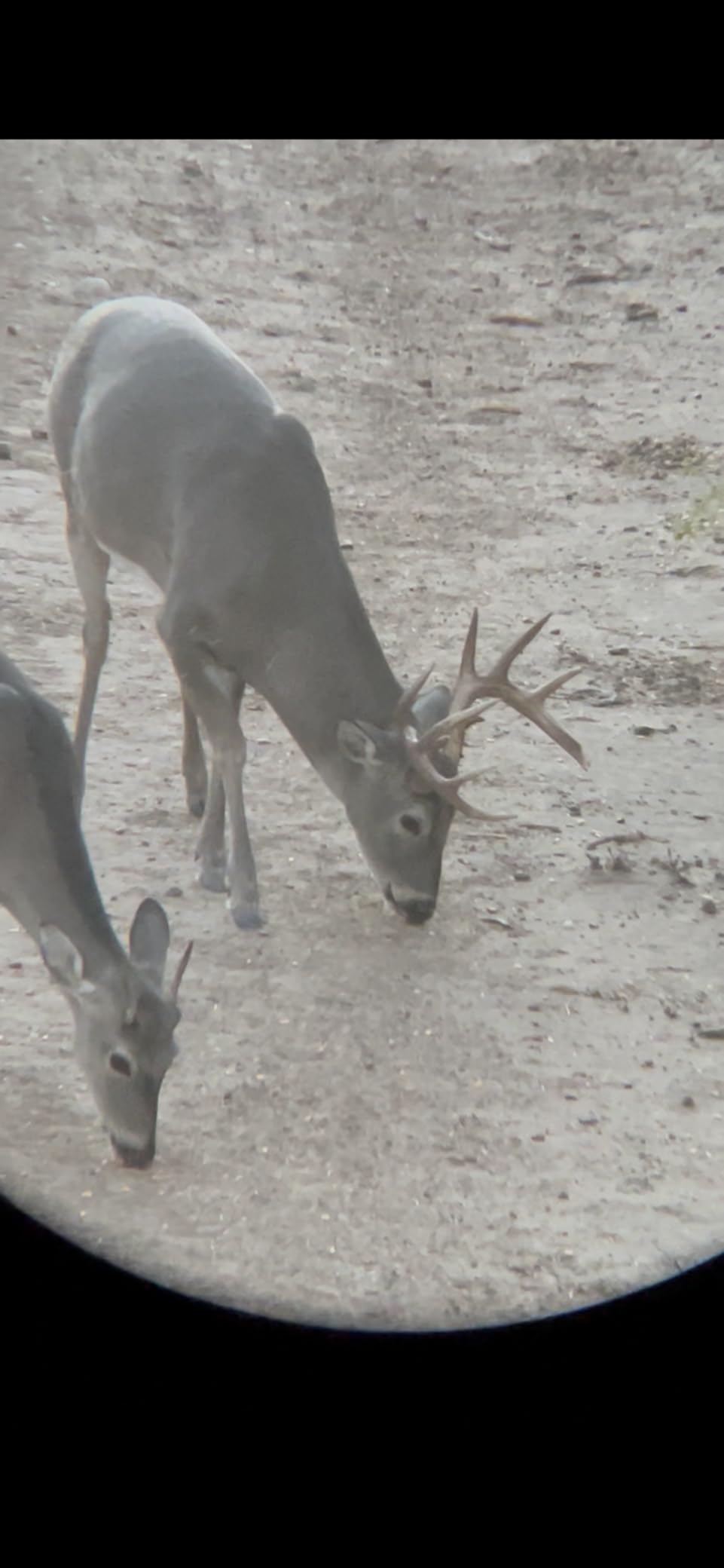 Vortex Optics Diamondback HD 8x42 Binoculars customer photo 2
