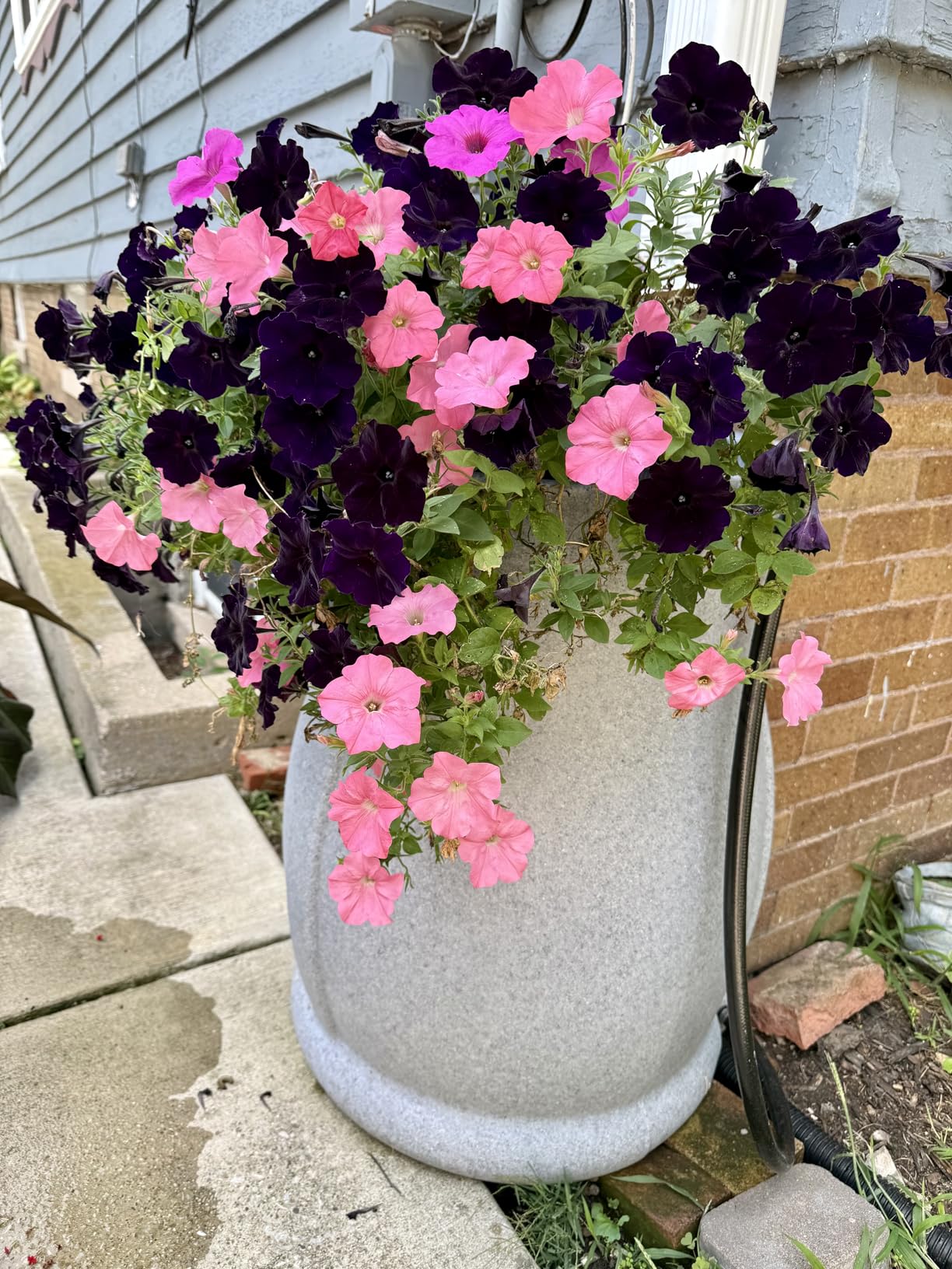 FCMP Outdoor Catalina 45-Gallon Rain Barrel - BPA-Free Flat-Back Design with 3.5 Foot Garden Hose, Shut-Off Thumb Valve, and Fixed Lid (RB-CAT-LTGRNT) Light Granite customer photo 1