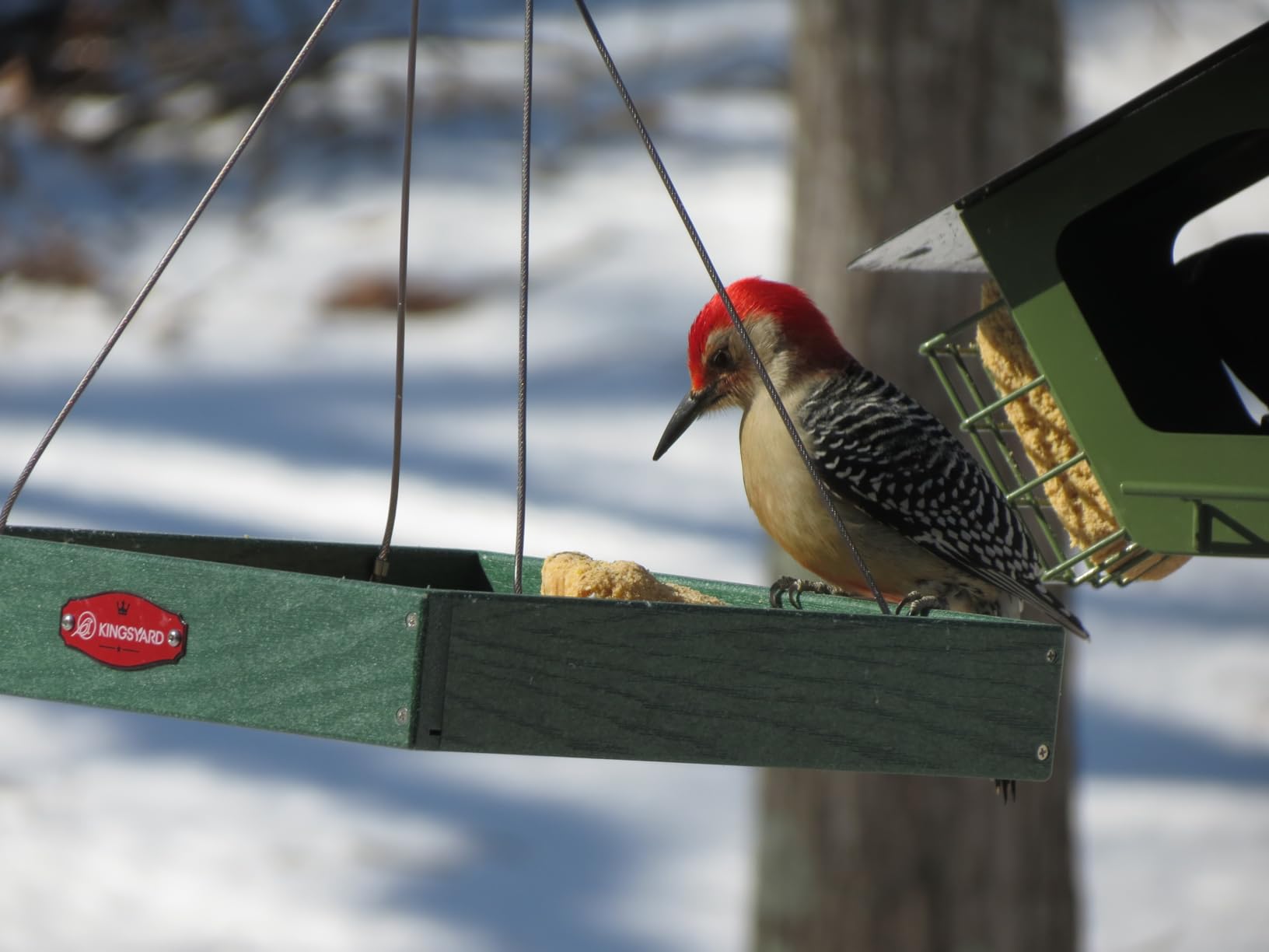 Kingsyard Platform Mealworm Bird Feeder for Outside, Recycled Plastic Hanging Tray Bird Feeders with Large Capacity 3.5 lbs, Premium Quality & Durable, Great for Attracting Wild Birds, Green customer photo 1