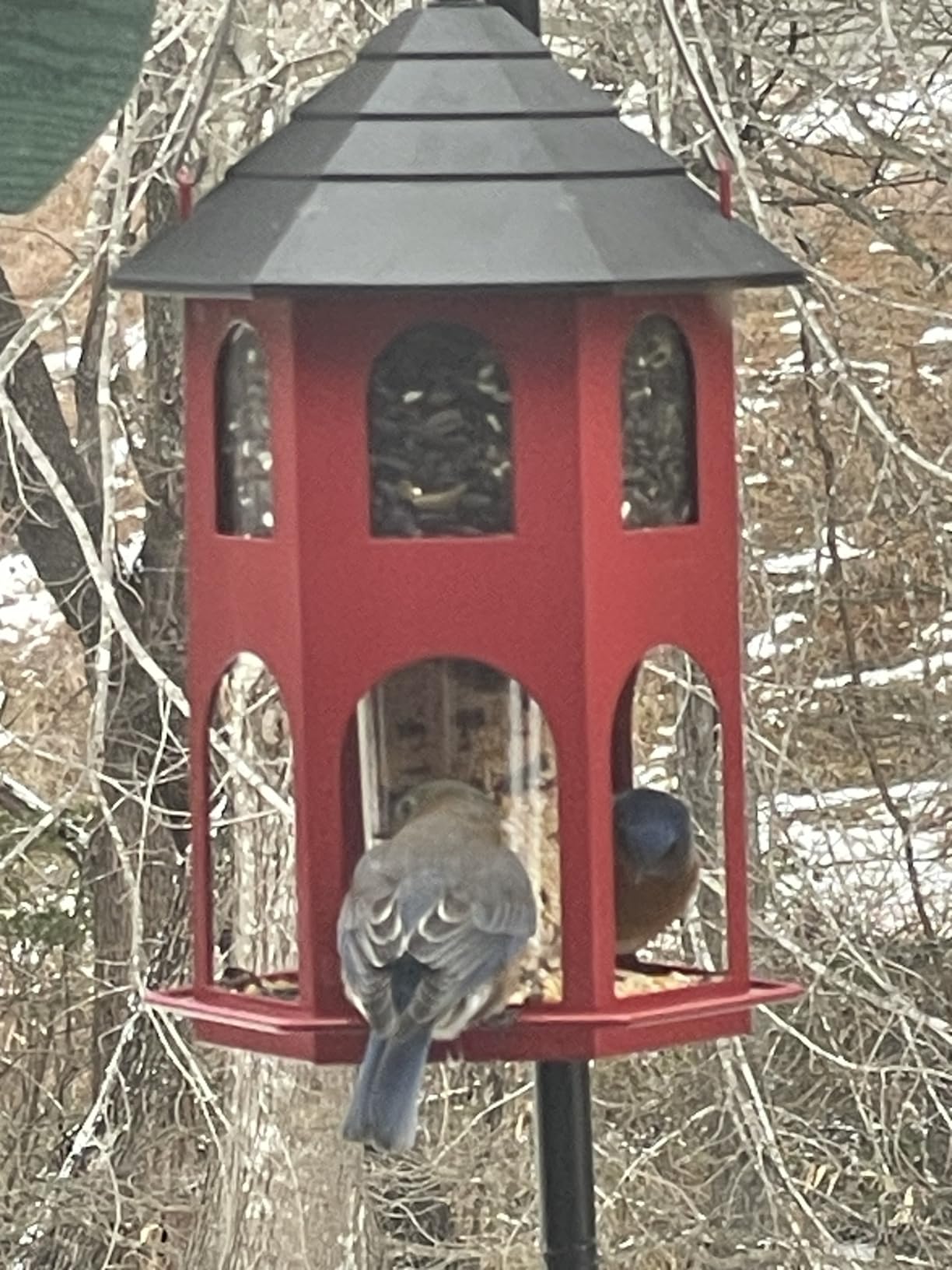 Kingsyard Metal Bird Feeder for Outdoor Hanging, Wild Bird Feeders with Circular Perch, Easy to Clean & Refill, 4 lbs Large Seed Capacity, Red customer photo 1