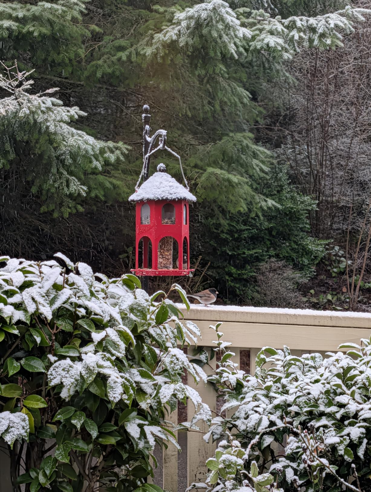 Kingsyard Metal Bird Feeder for Outdoor Hanging, Wild Bird Feeders with Circular Perch, Easy to Clean & Refill, 4 lbs Large Seed Capacity, Red customer photo 2