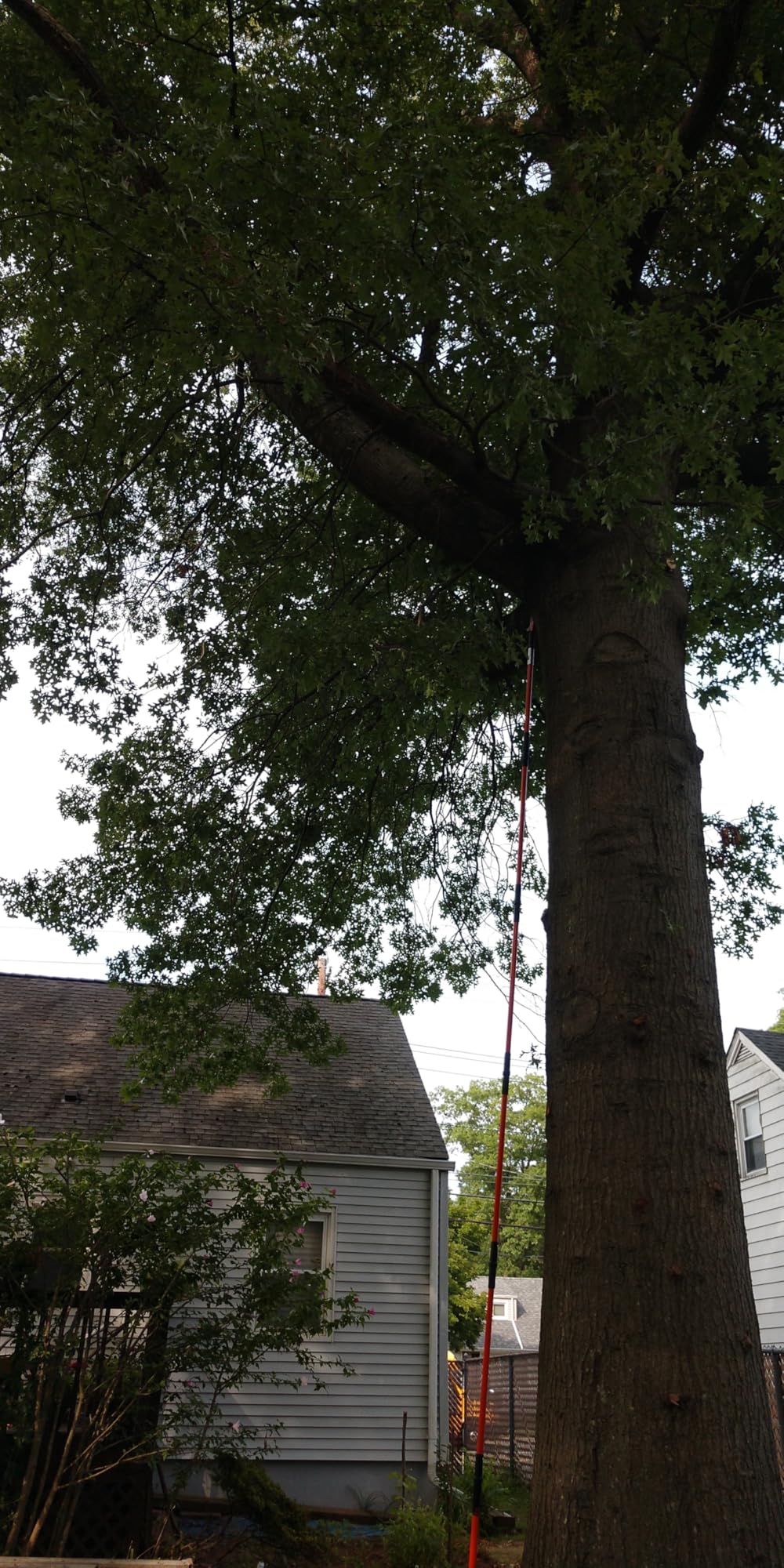 VEVOR Manual Pole Saw, 7.3-27 ft Extendable Tree Pruner, Sharp Steel Blade and Scissors High Branches Trimming, Branch Trimmer with Lightweight 8 Fiberglass Handles, for Pruning Palms and Shrubs customer photo 1