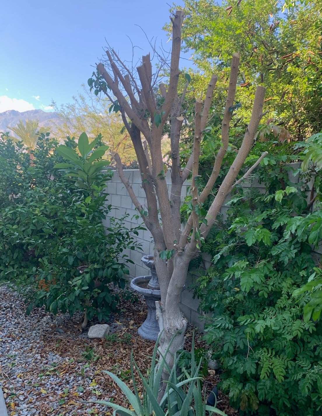 Seesii 2 in 1 Cordless 8 inch Pole Saw & Mini Chainsaw with 2 Battery, Power Electric Polesaw for Tree Trimming, Chain Saw with Extension Pole, Limb Branch Cutter Pruner PS800 customer photo 1