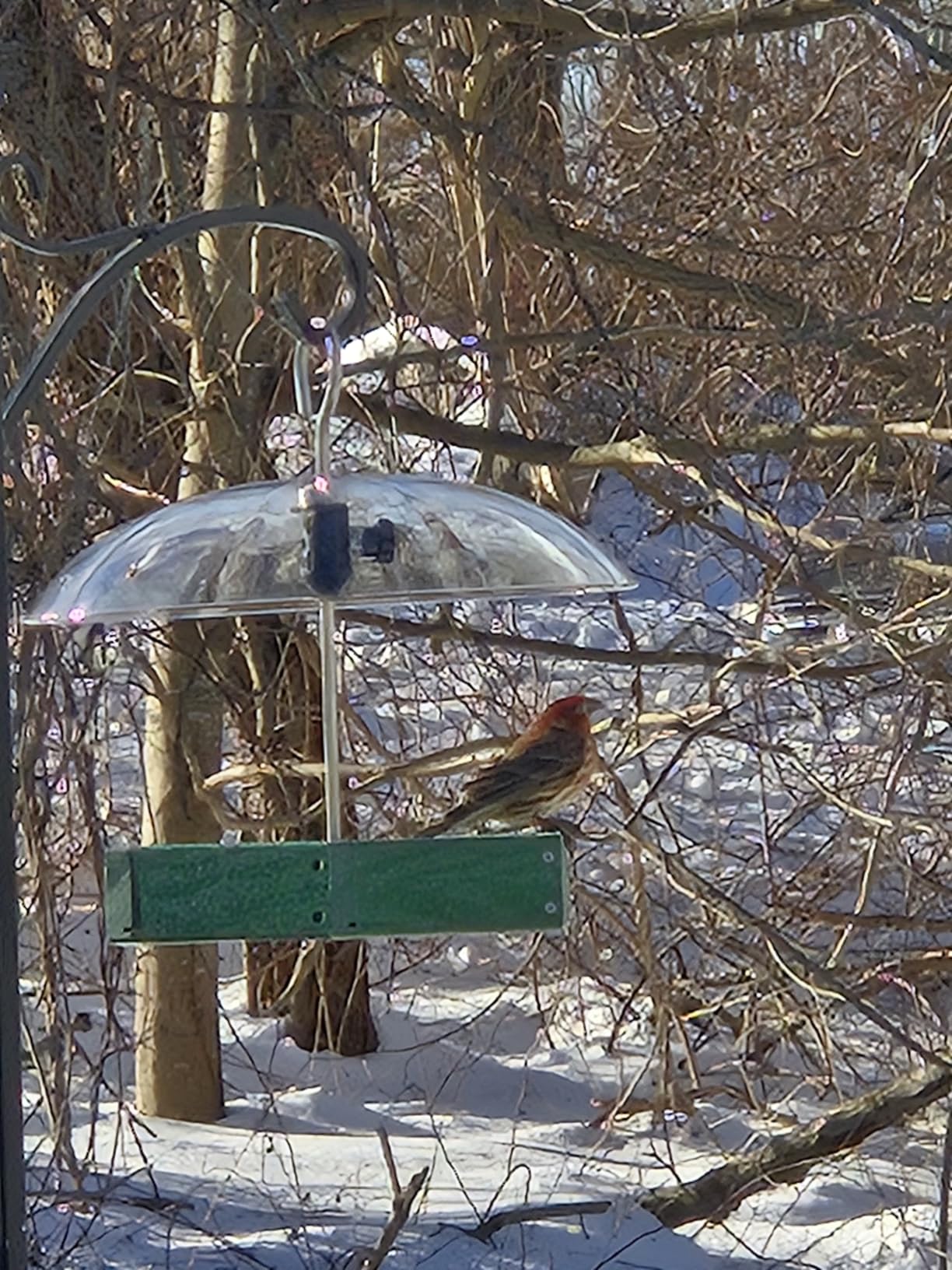 Kingsyard Large Platform Bird Feeder Outdoor Hanging, Adjustable Dome Squirrel Proof Rain Cover, Metal Mesh Tray Recycled Plastic Wild Bird Seed Feeding Station, Green customer photo 2