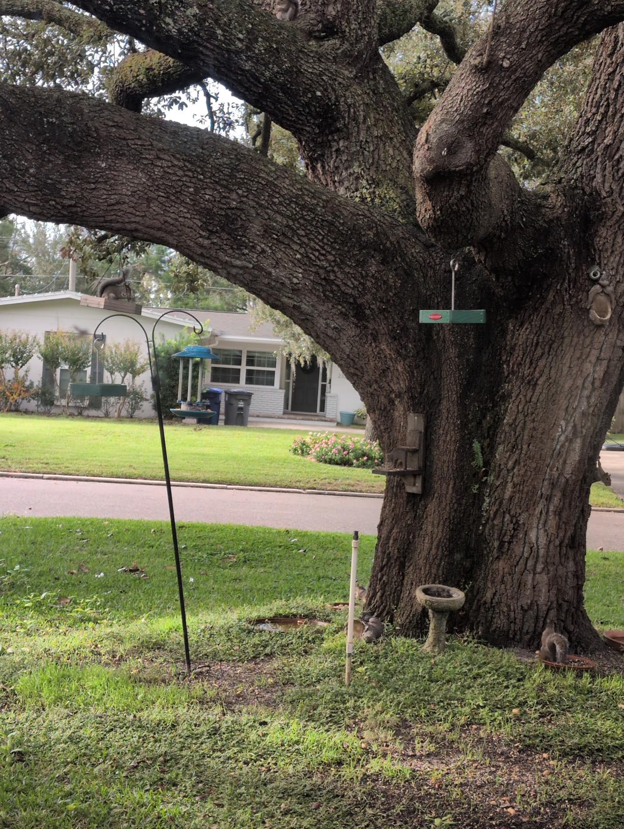 Kingsyard Heavy Duty Hanging Platform Bird Feeder Weatherproof, Recycled Plastic Tray with Metal Mesh Screen, Easy Clean Outdoor Feeder for Cardinals Bluebirds Wild Birds, Brown customer photo 2