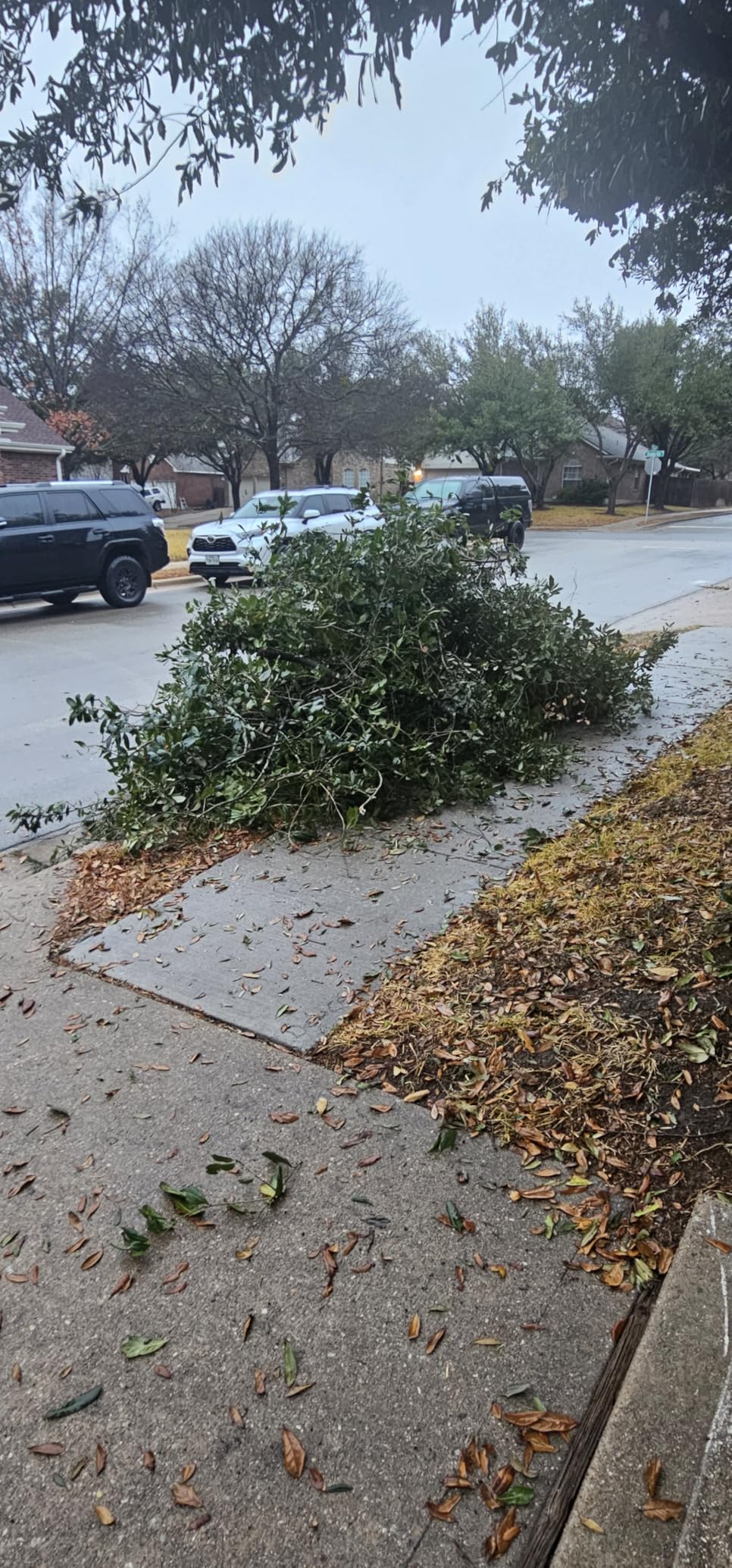 SEESII 2-in-1 Electric Pole Saws for Tree Trimming, 6 Inch Mini Chainsaw Cordless with Extension Pole, Battery Powered Pole Chain Saw, Tree Trimmer Limb Branch Cutter Pruner with 2 Battery PS600 customer photo 2