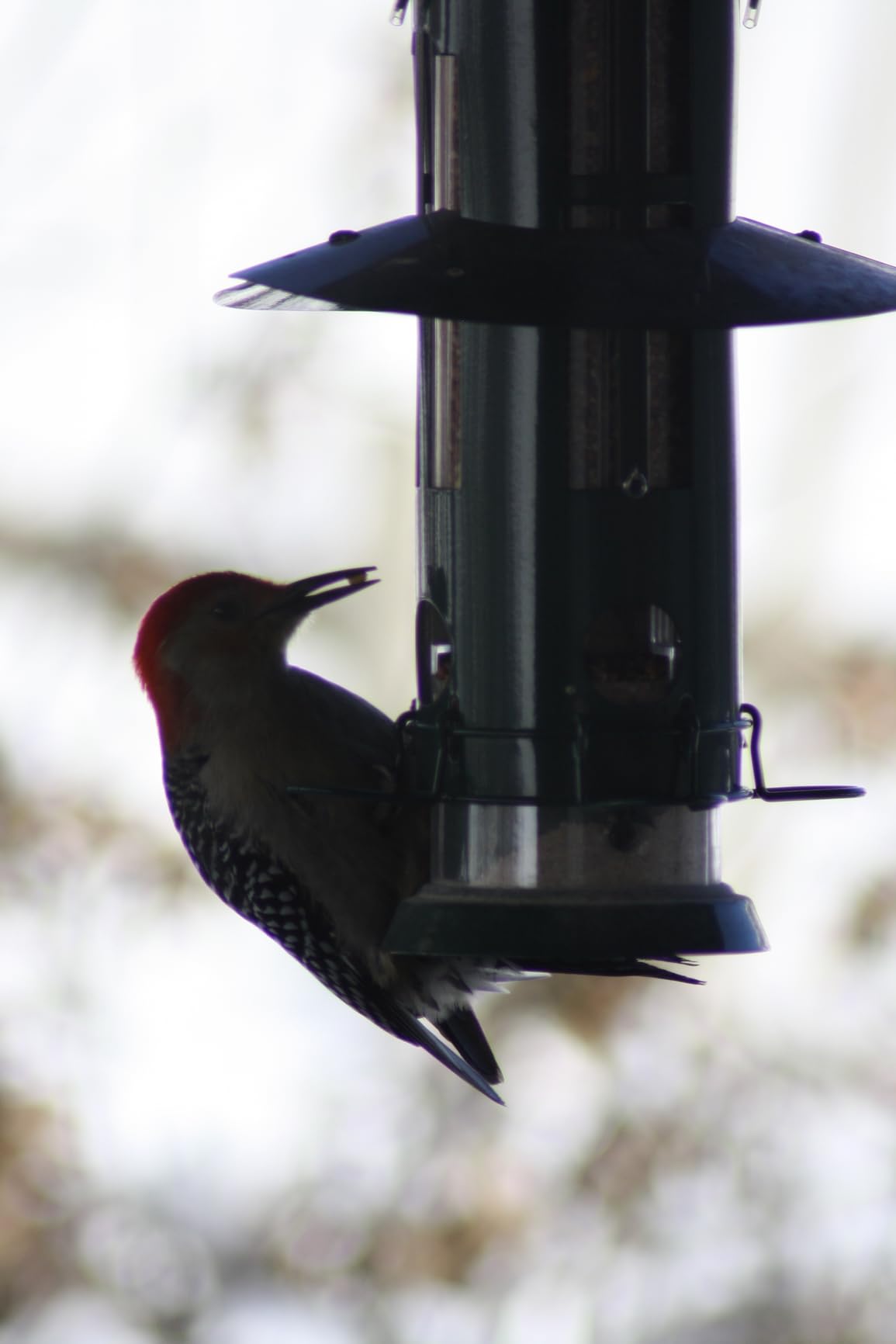 Kingsyard Squirrel Proof Bird Feeder for Outdoors Hanging, Metal Wild Bird Feeders with Removable Base and Baffle, Easy to Clean & Refill, 3 lbs Large Seed Capacity, Dark Green customer photo 2