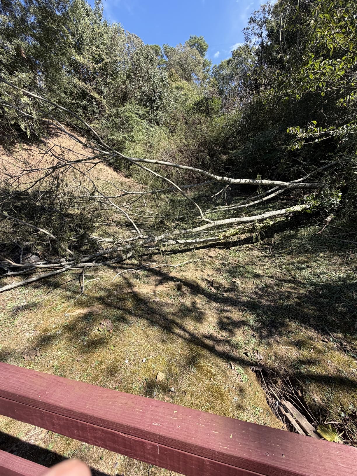 Electric Tree Saw for Pruning High Branches, 2-in-1 6