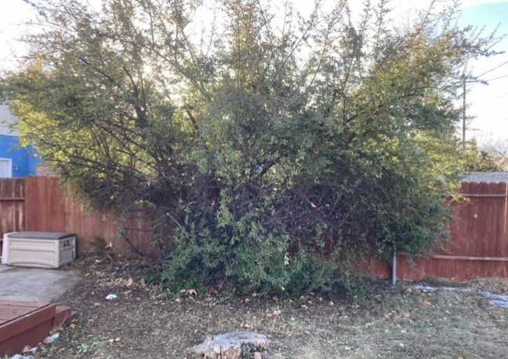 WEN Electric Pole Saw, Corded, 8-Amp, 10-Inch with 14-Foot Reach (CP0810) customer photo 1