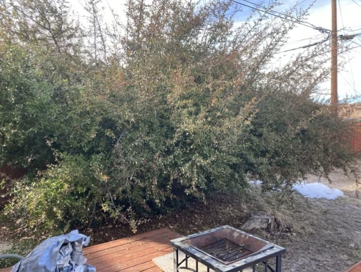 WEN Electric Pole Saw, Corded, 8-Amp, 10-Inch with 14-Foot Reach (CP0810) customer photo 2