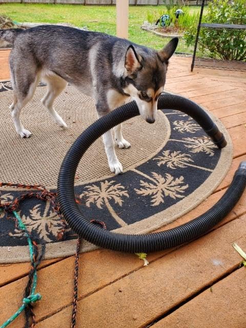 Petmate Large Breeds Dog Kennel, Various Sizes, Dark Gray/Black, Made in USA customer photo 1