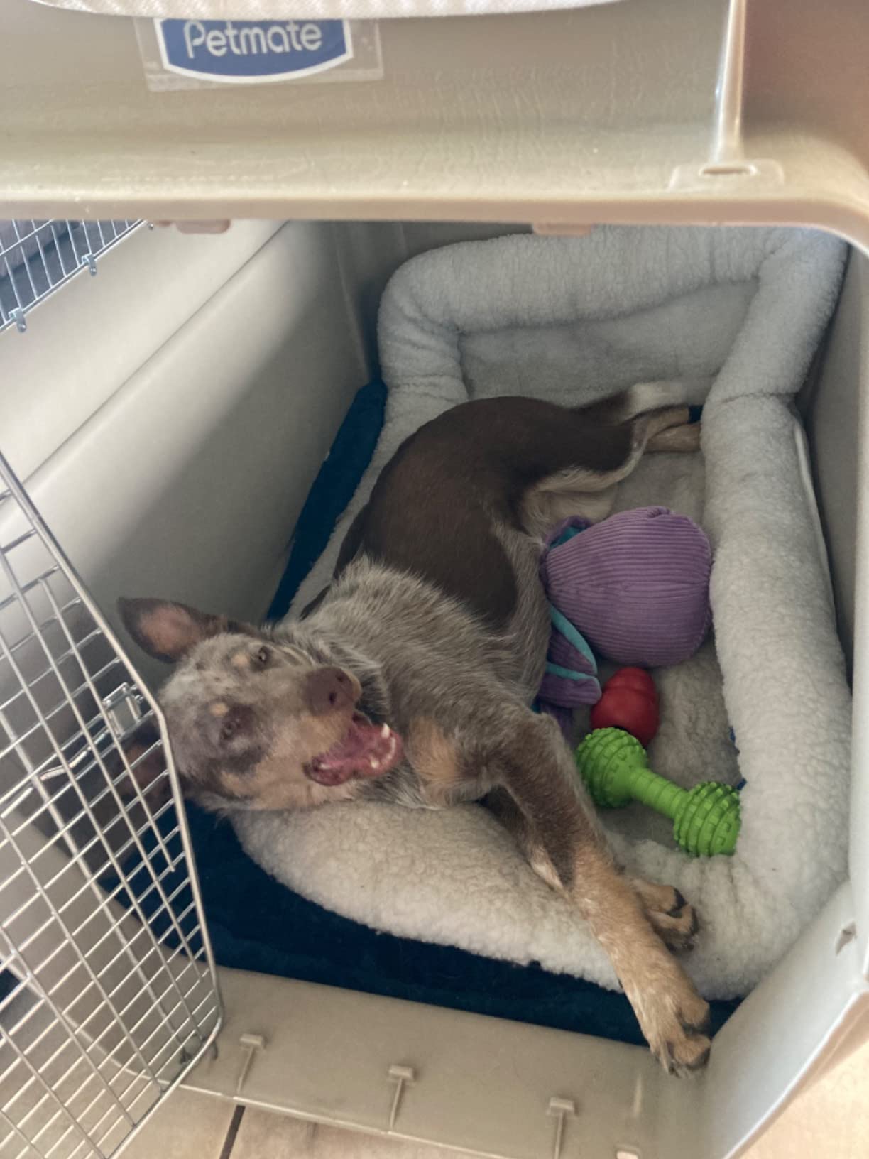 Petmate Ultra Vari Dog Kennel - Portable Crate for Extra Large Dogs 90-125 lbs - Airline-Friendly - Heavy-Duty Plastic Shell - For Home and Travel - Made in USA - 48 Inches customer photo 1