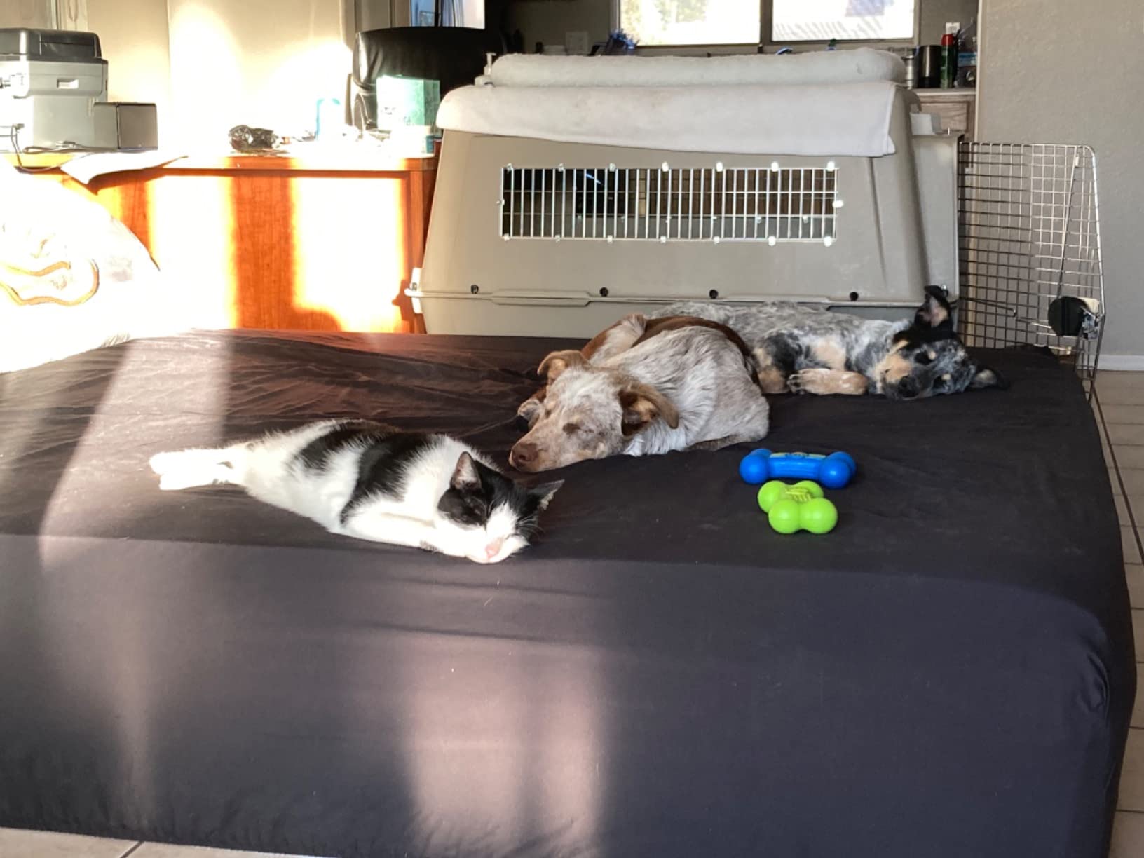 Petmate Ultra Vari Dog Kennel - Portable Crate for Extra Large Dogs 90-125 lbs - Airline-Friendly - Heavy-Duty Plastic Shell - For Home and Travel - Made in USA - 48 Inches customer photo 2