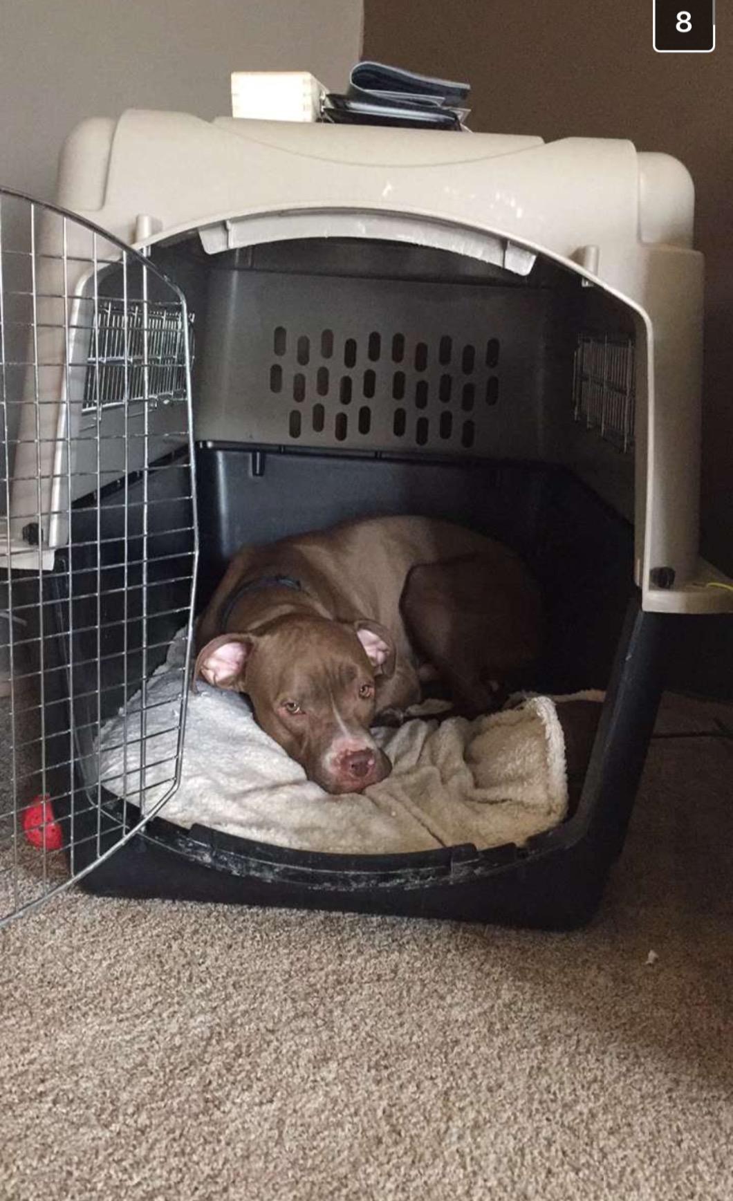 Petmate Ultra Vari Dog Kennel for Medium to Large Dogs (Durable, Heavy Duty Dog Travel Crate, Made with Recycled Materials, 40 in. Long) 70 to 90 lbs, Made in USA customer photo 1