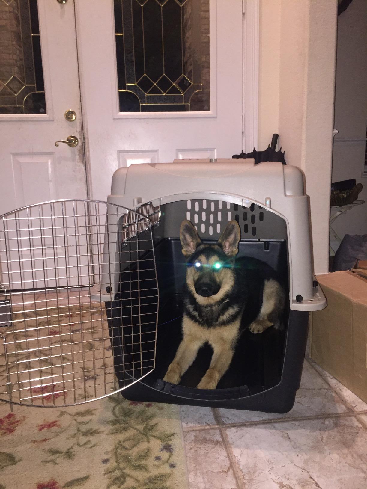 Petmate Ultra Vari Dog Kennel for Medium to Large Dogs (Durable, Heavy Duty Dog Travel Crate, Made with Recycled Materials, 40 in. Long) 70 to 90 lbs, Made in USA customer photo 2