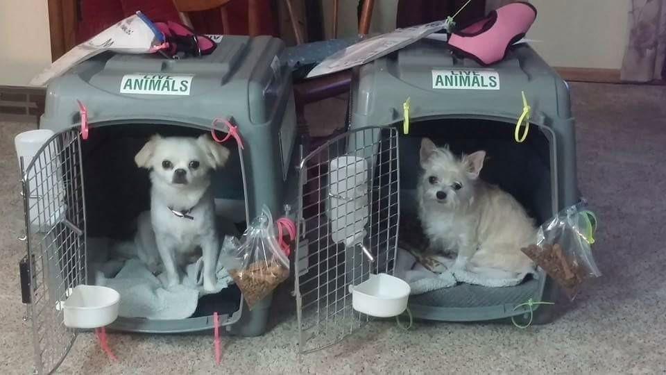 Petmate Sky Kennel - For Air and Travel, Airline Compliant Dog Crate for Pets 50-70 lbs, Heavy Duty Dog Kennel, Made in the USA - 36 Inches customer photo 1