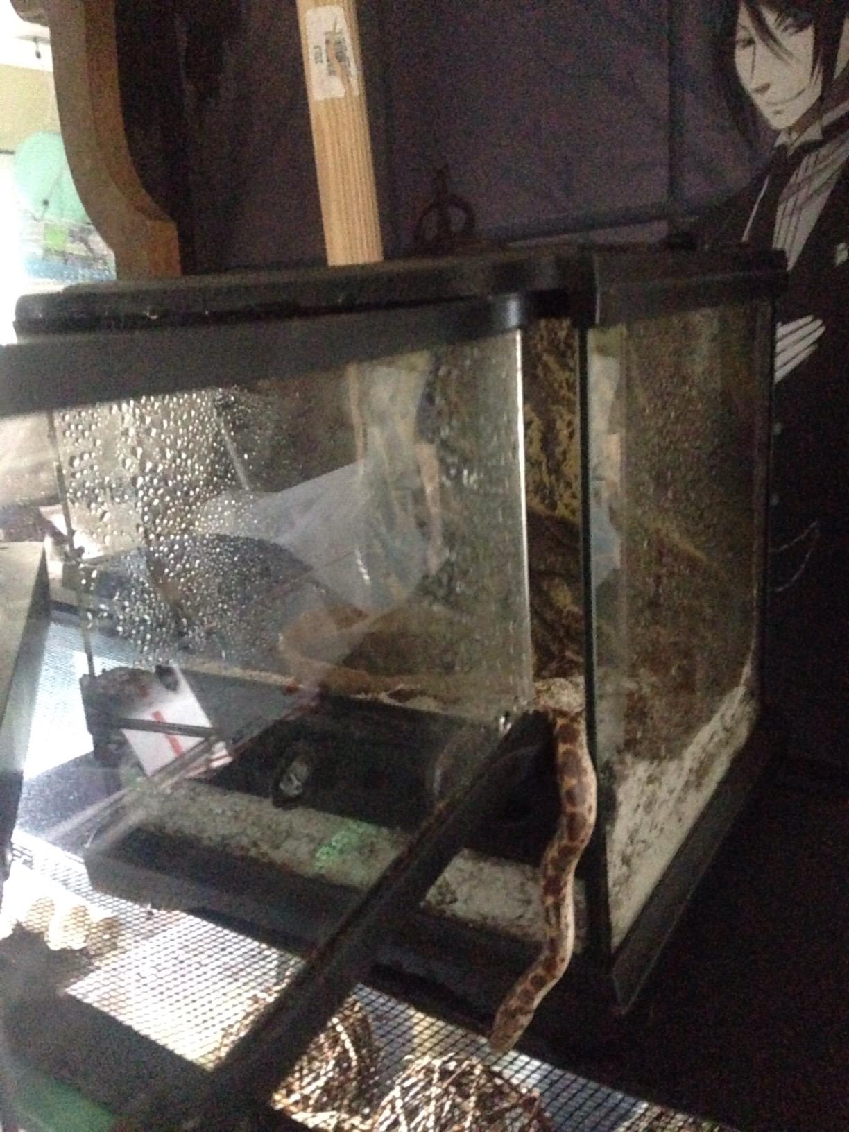 Exo Terra Glass Natural Terrarium Kit, for Reptiles and Amphibians, Nano Tall, 8 x 8 x 12 inches, PT2601A1 customer photo 1