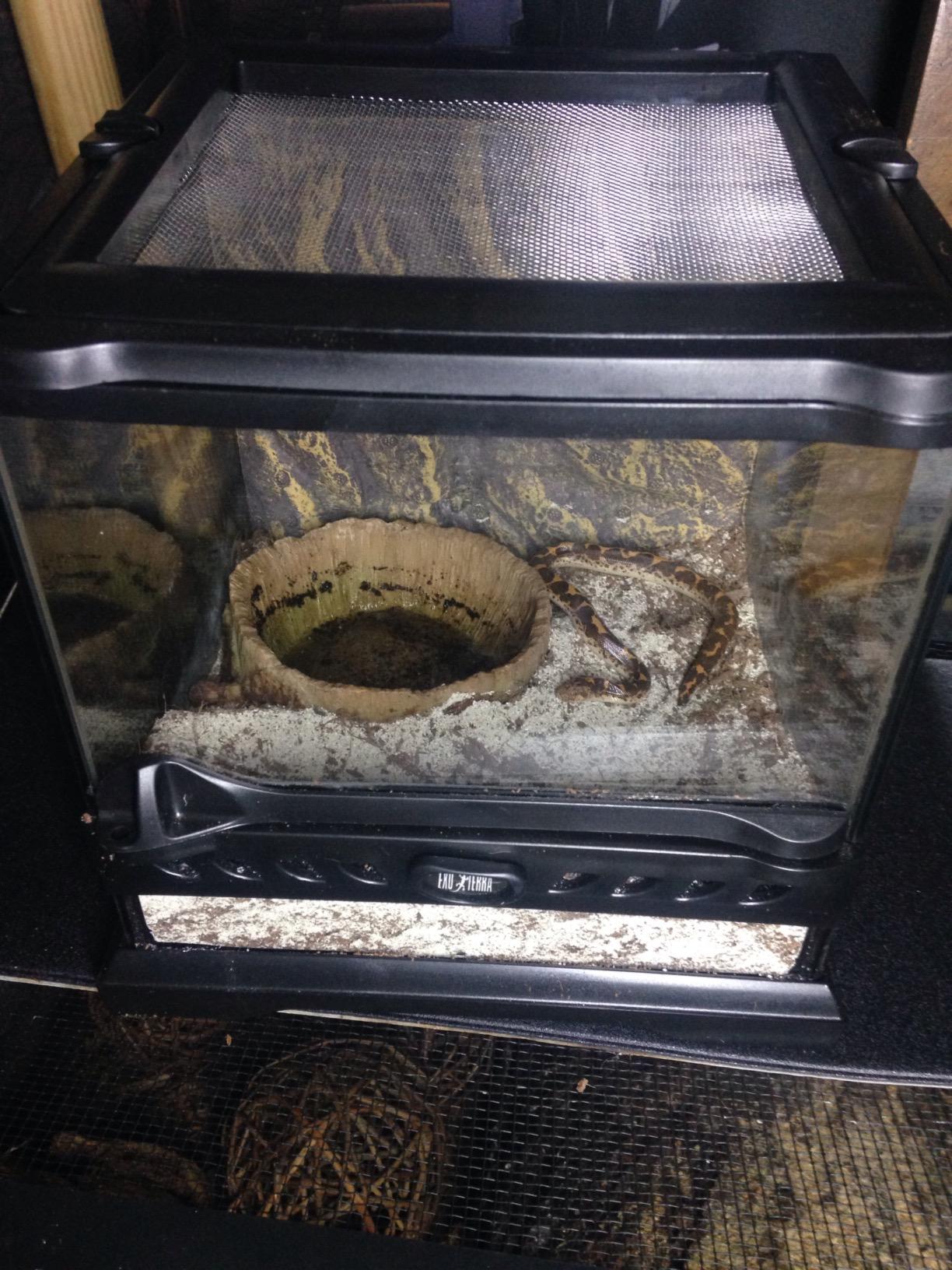 Exo Terra Glass Natural Terrarium Kit, for Reptiles and Amphibians, Nano Tall, 8 x 8 x 12 inches, PT2601A1 customer photo 2