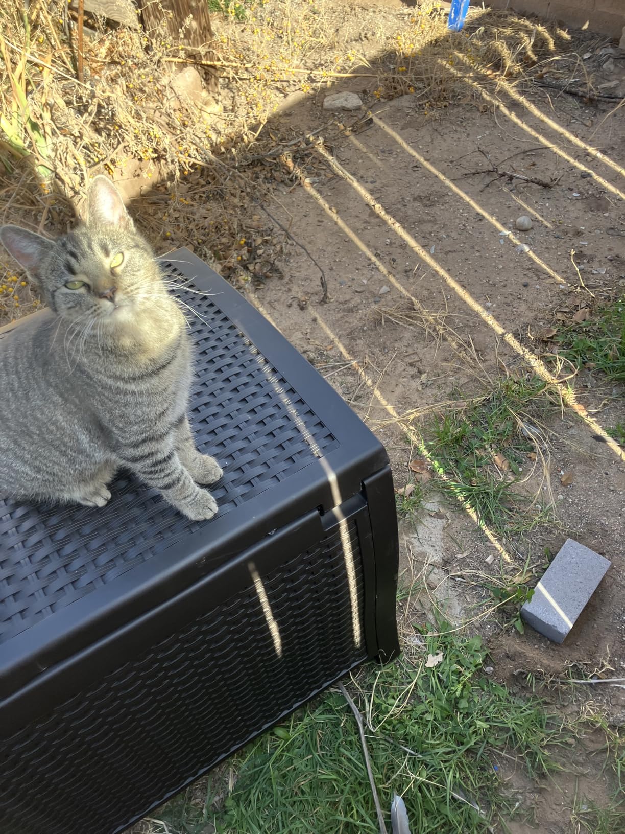 Suncast DBW9200 99 Gallon Outdoor Wicker Plastic Patio Storage Chest Bin with Handles for Patio, Garden, Garage, or Pool for All Weather, Mocha customer photo 1