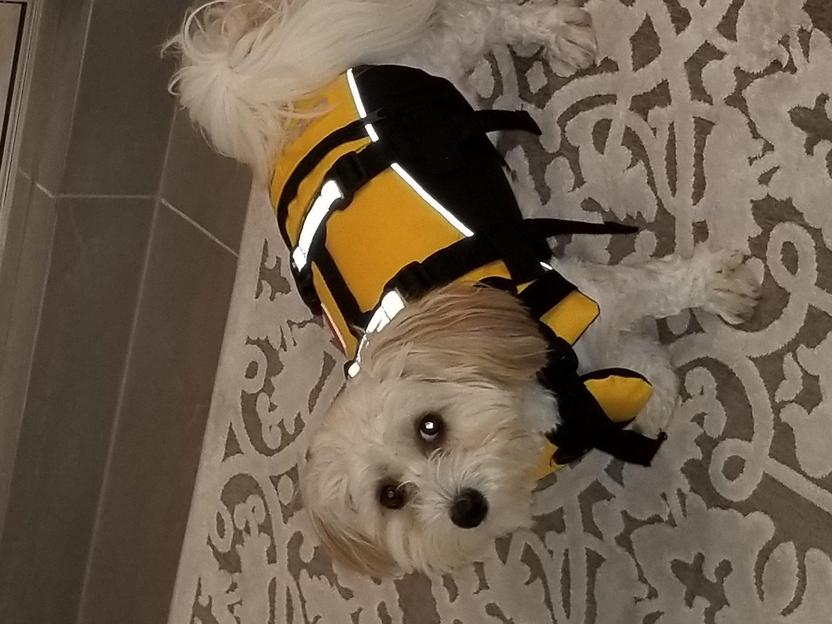 EzyDog DFD Dog Life Jacket - Adjustable Swimming Safety Vest with Reflective Trim & Durable Grab Handle - 50% More Flotation Material - X-Large, Yellow customer photo 1