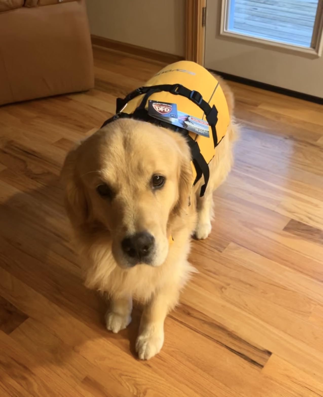 EzyDog DFD Dog Life Jacket - Adjustable Swimming Safety Vest with Reflective Trim & Durable Grab Handle - 50% More Flotation Material - X-Large, Yellow customer photo 2