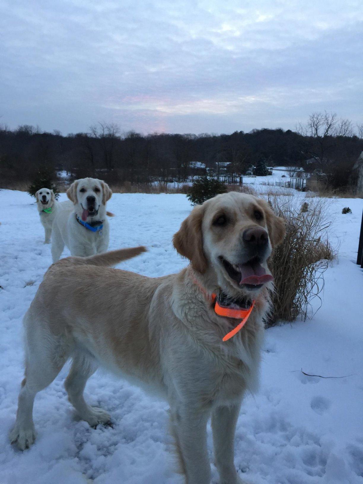 Dogtra Edge Long Range High-Output 1-Mile Waterproof 4-Dog Expandable Remote Dog Training E-Collar with LED Receiver for Professionals customer photo 1