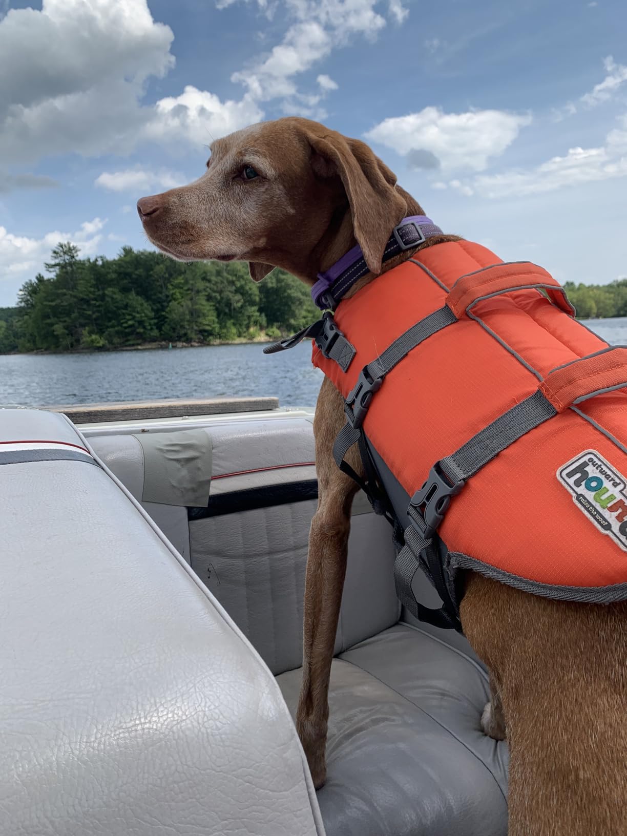 Outward Hound Granby Splash Orange Dog Life Jacket, Medium customer photo 2