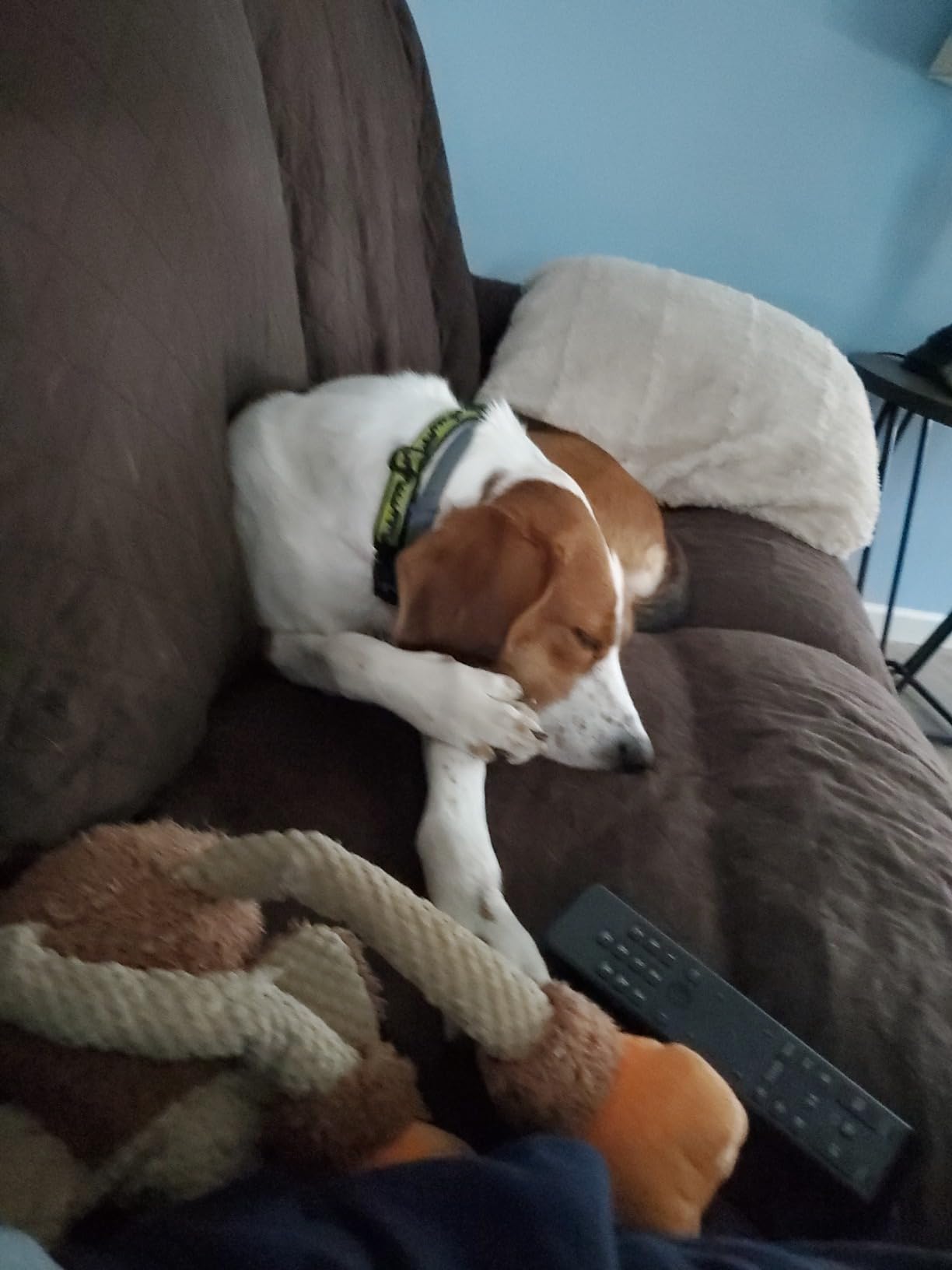 PetSafe Happy Ride Metal Dog Barrier, Pet Gate Vehicle Divider for Cars, Minivans & SUVs customer photo 2