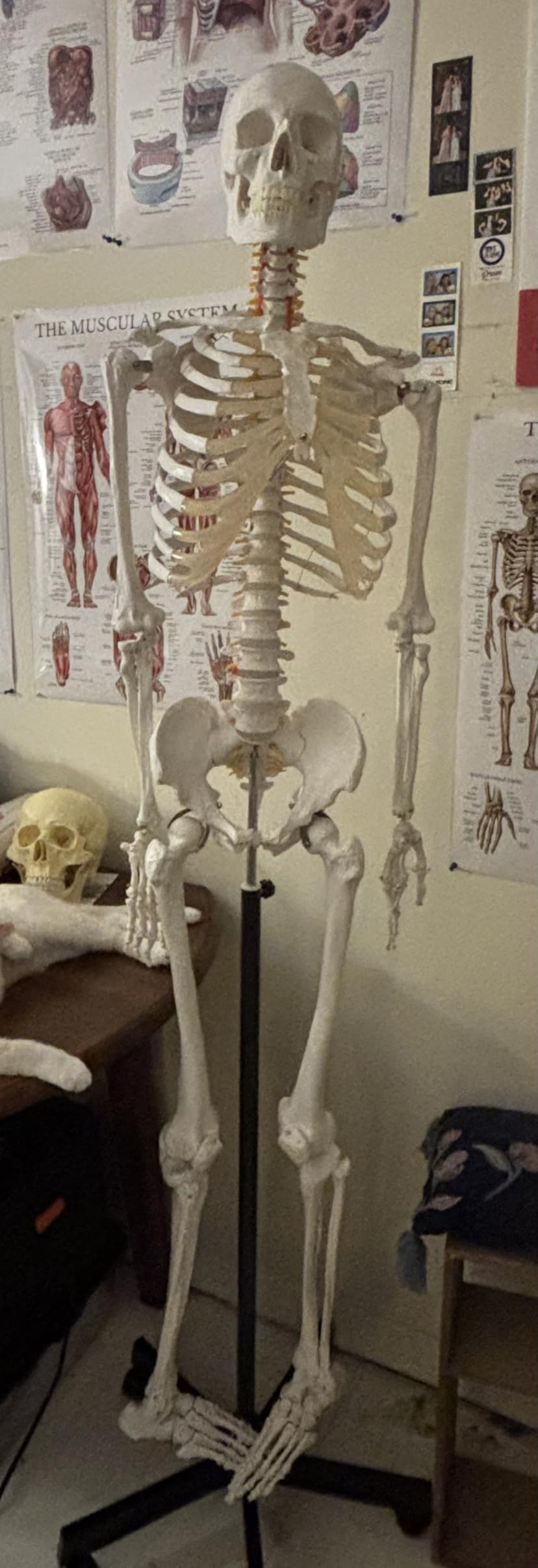 Axis Scientific Life Size Skeleton Model for Anatomy Study, Includes 3 Printed Guides, Pelvic-Mounted Rolling Stand, and US-Based Customer Service customer photo 1